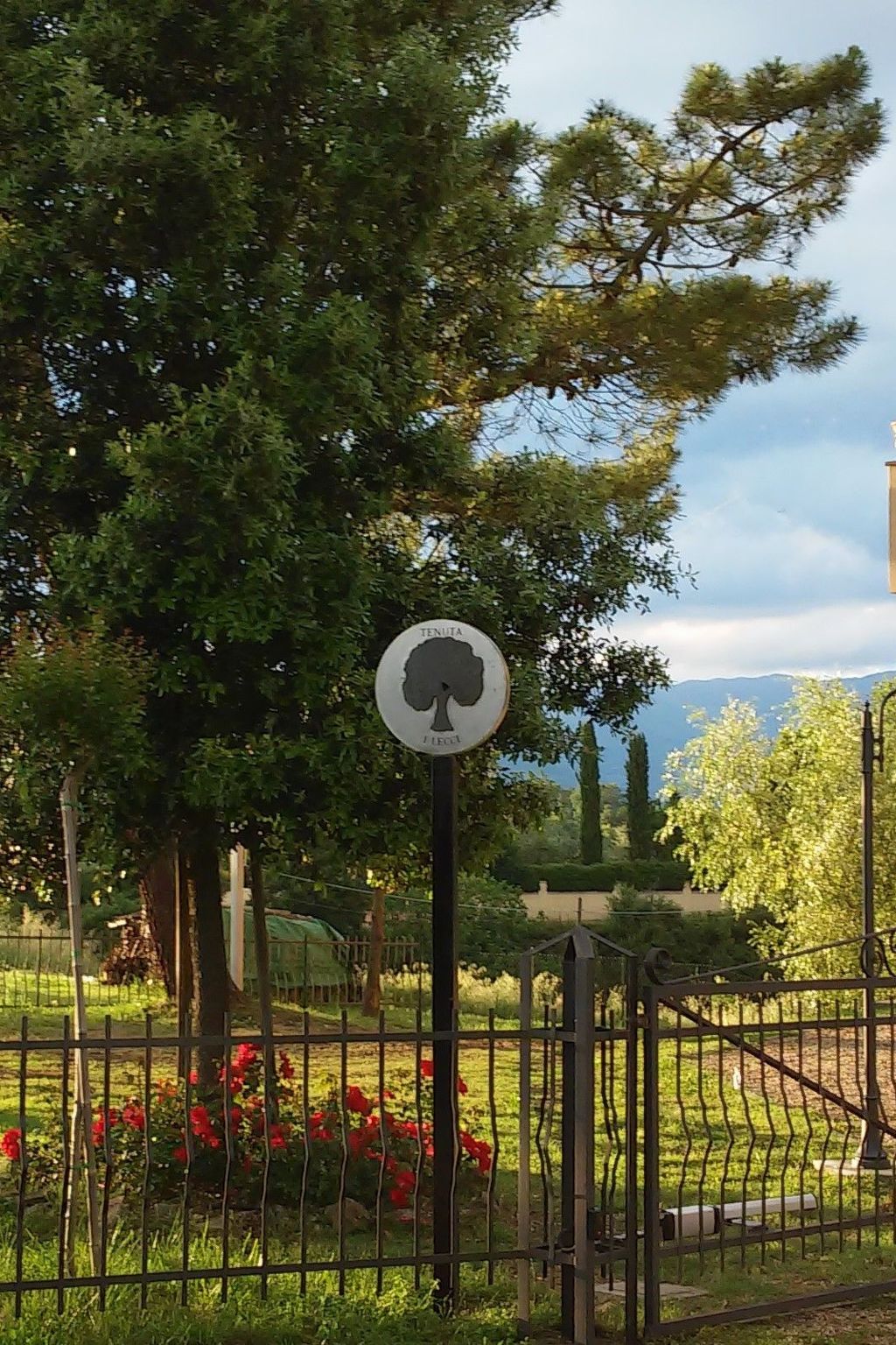 Flache Kornblume-Binnen