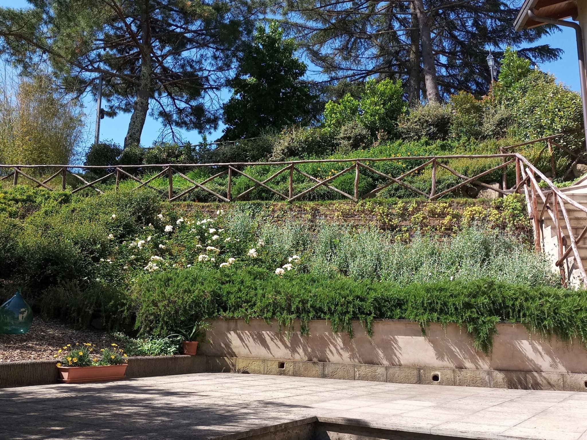 Flache Kornblume-Binnen