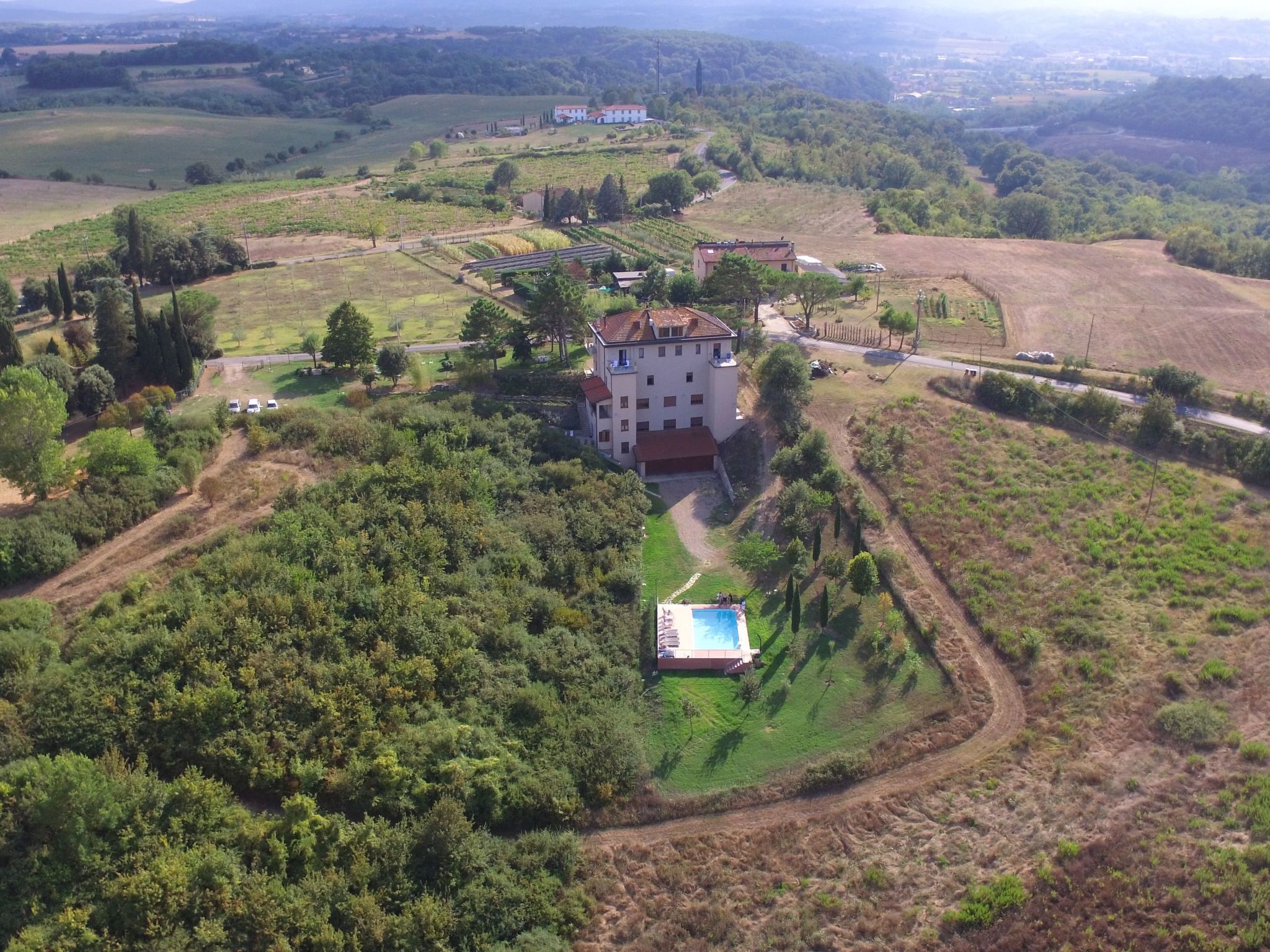 Flache Kornblume-Binnen