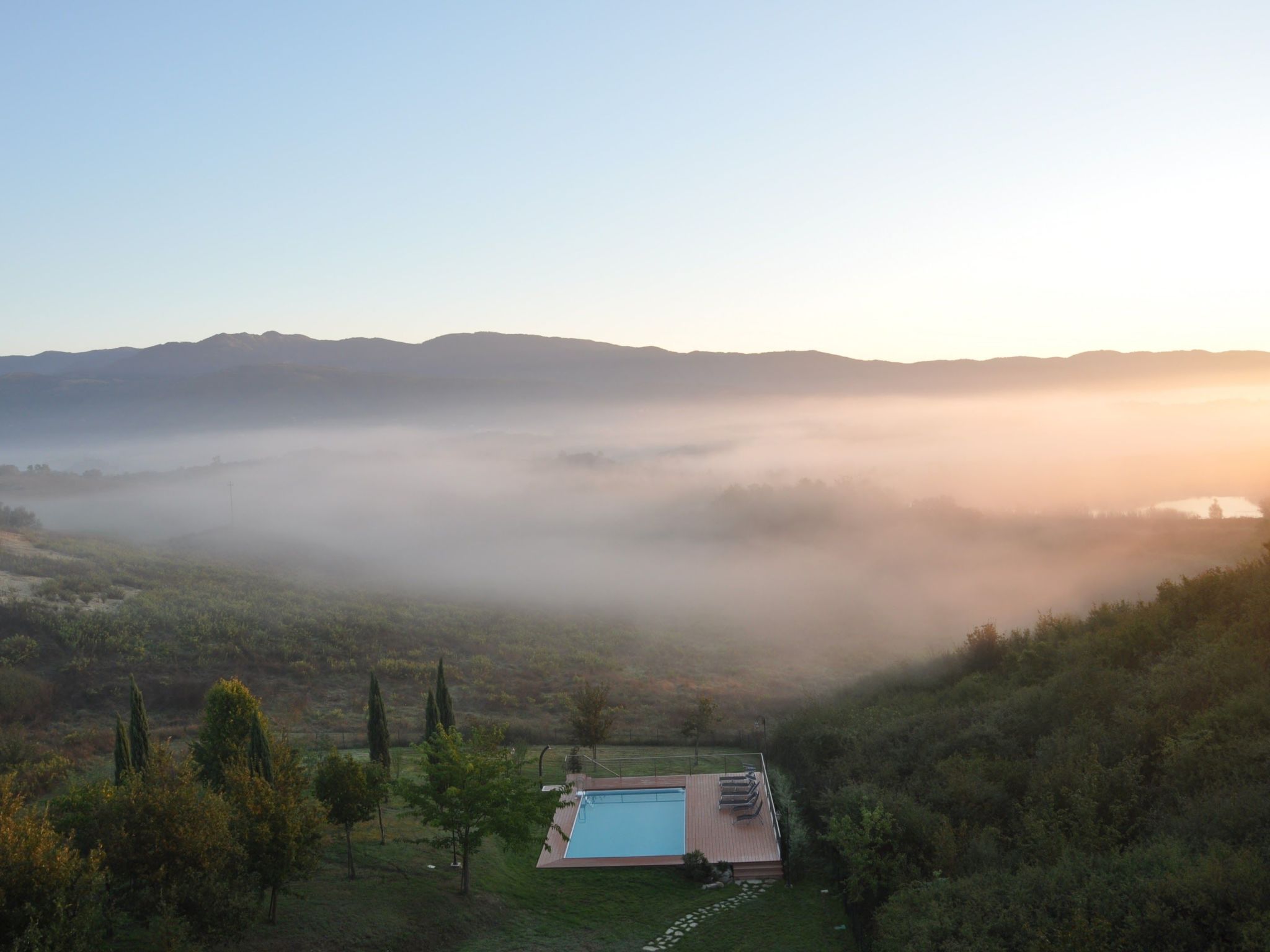 Flache Kornblume-Binnen