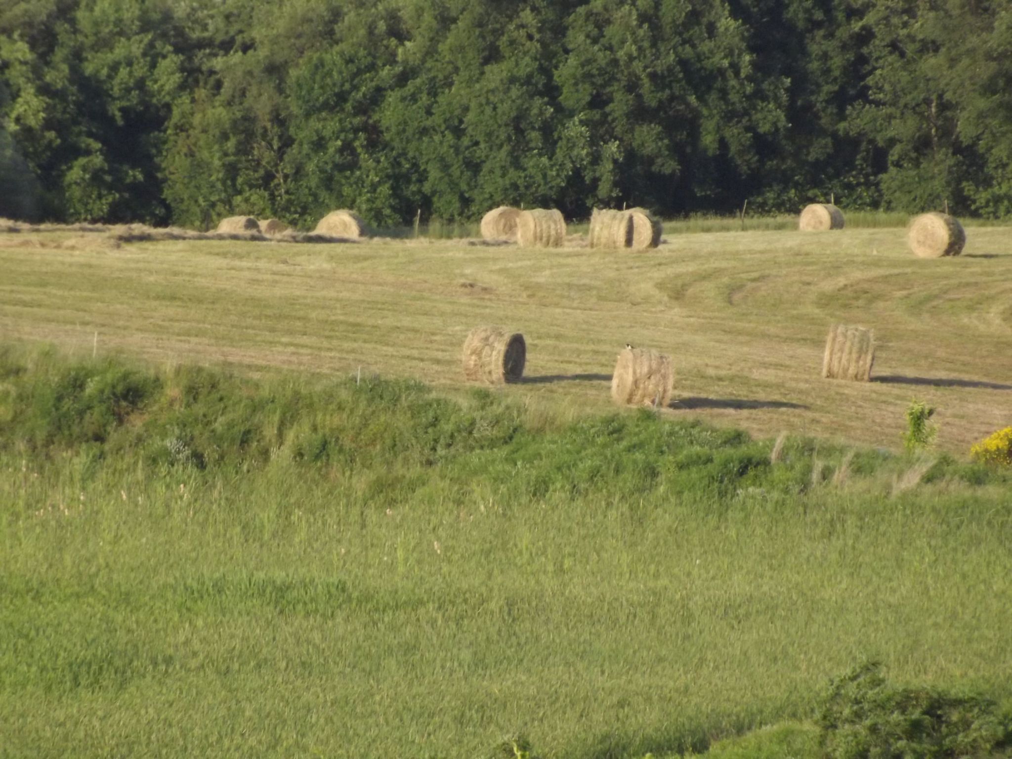 Flache Kornblume-Binnen