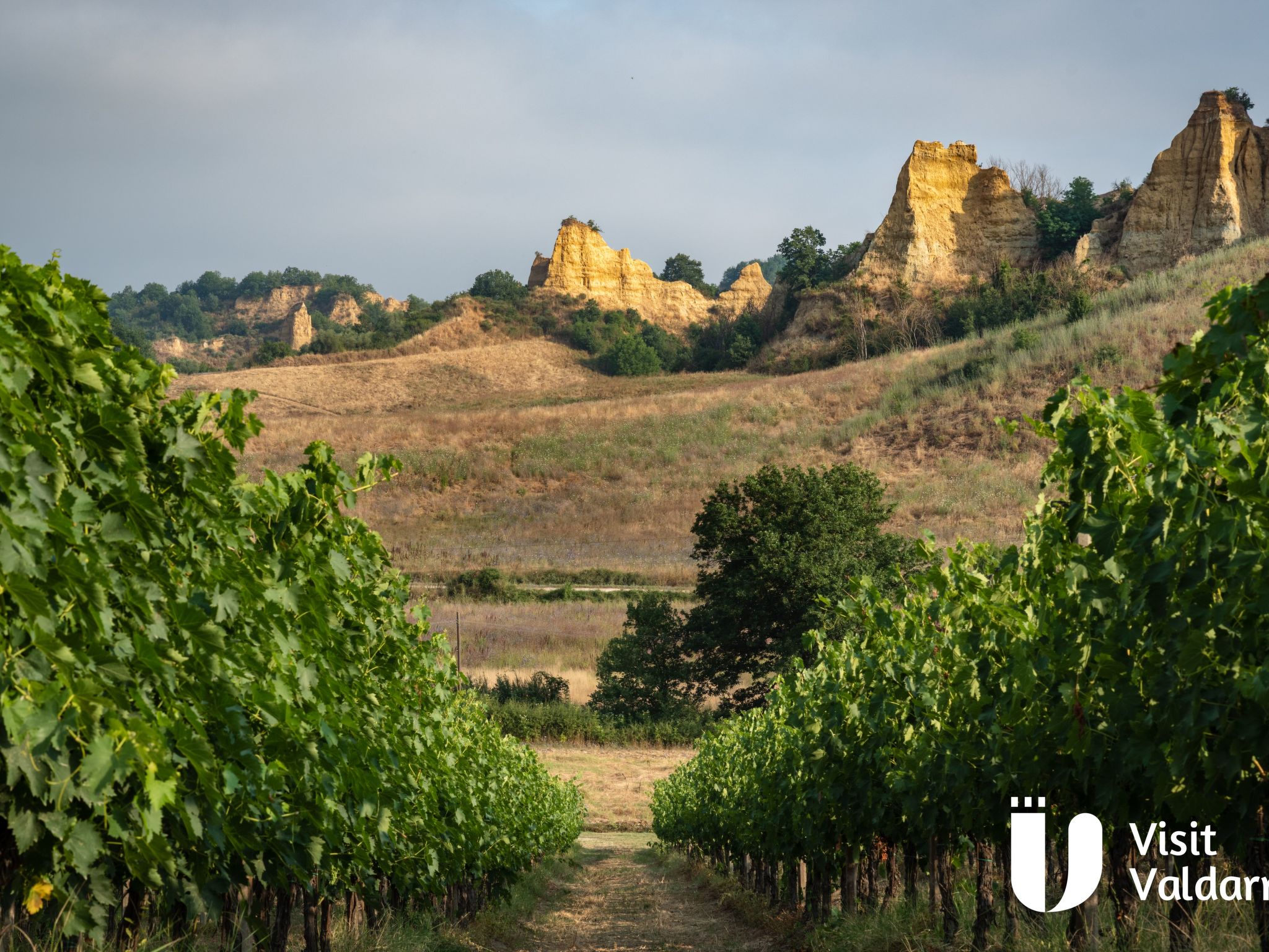 Flache Kornblume-Binnen