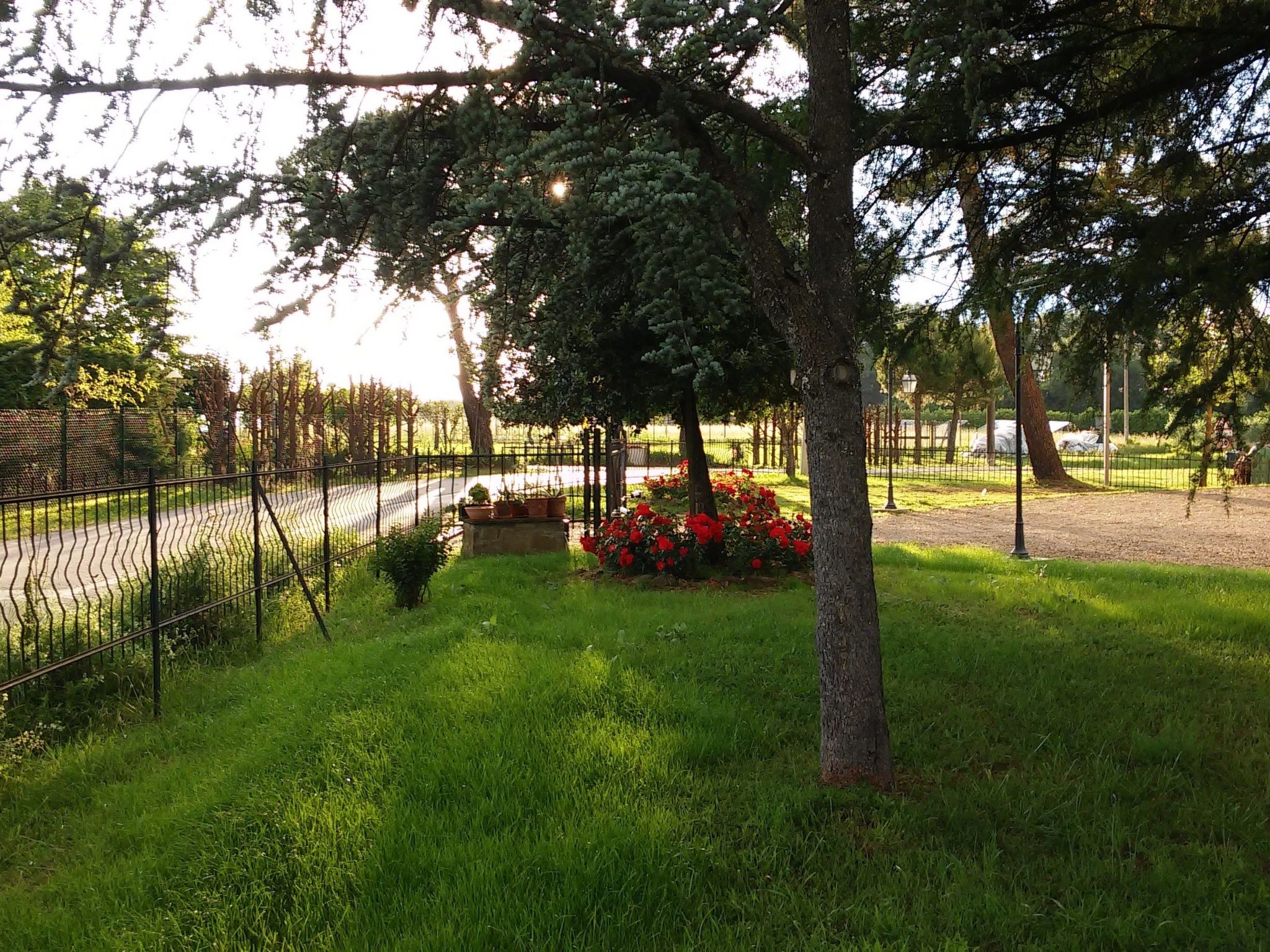 Flache Kornblume-Binnen