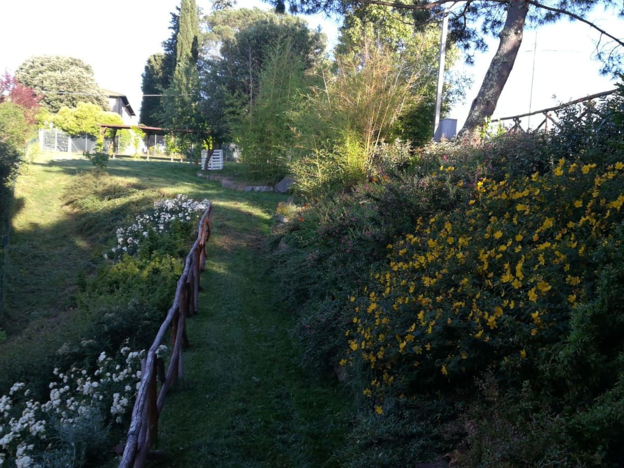 Flache Kornblume-Binnen