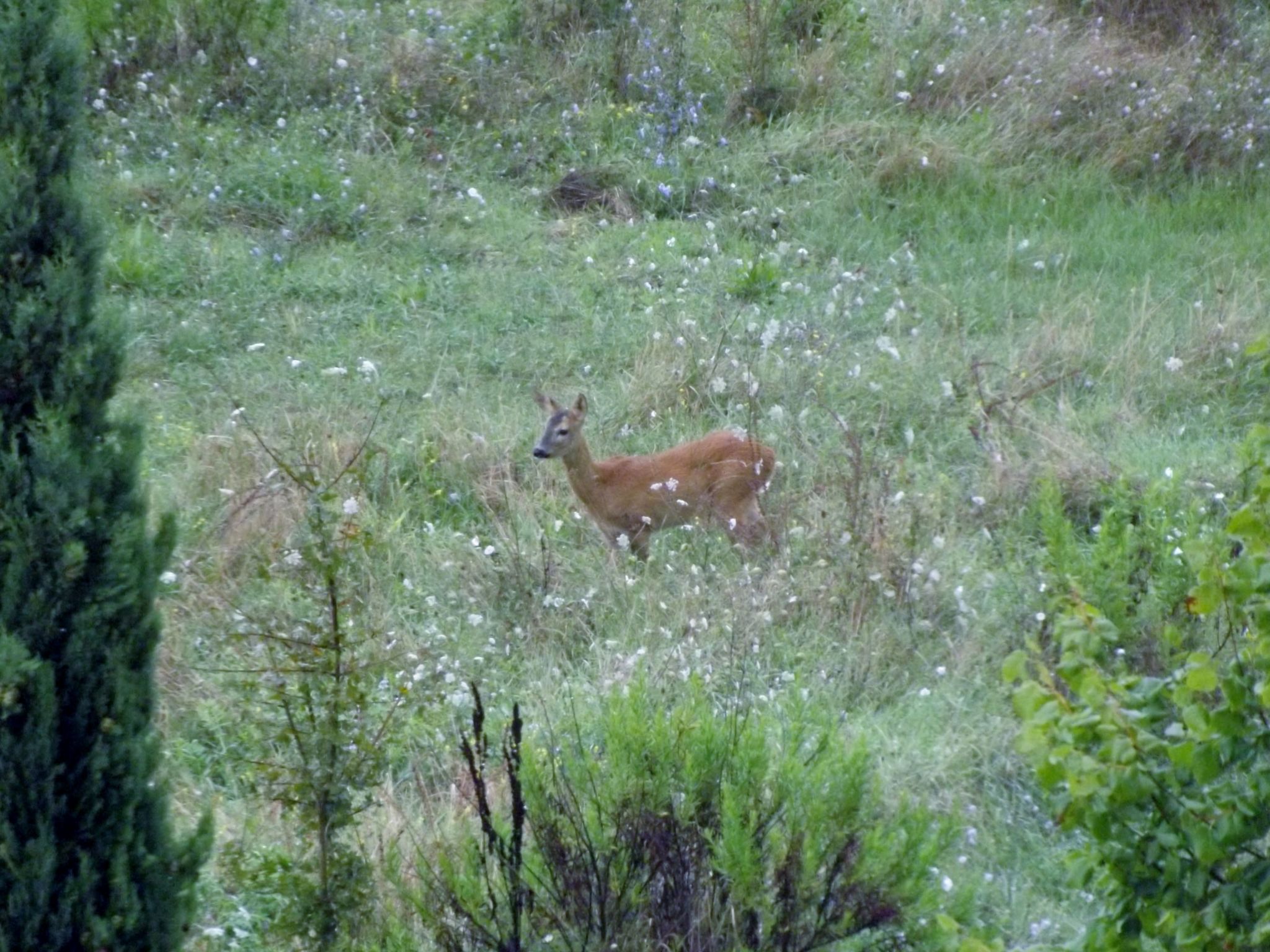 Flache Kornblume-Binnen