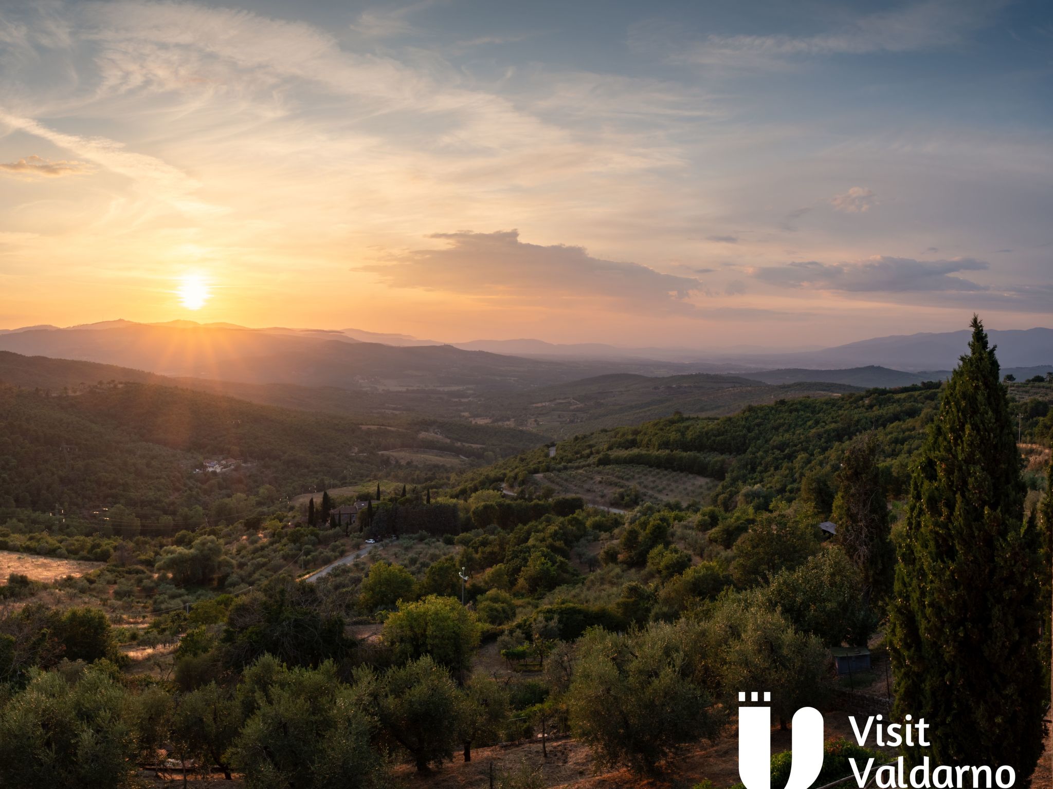 Flache Kornblume-Binnen
