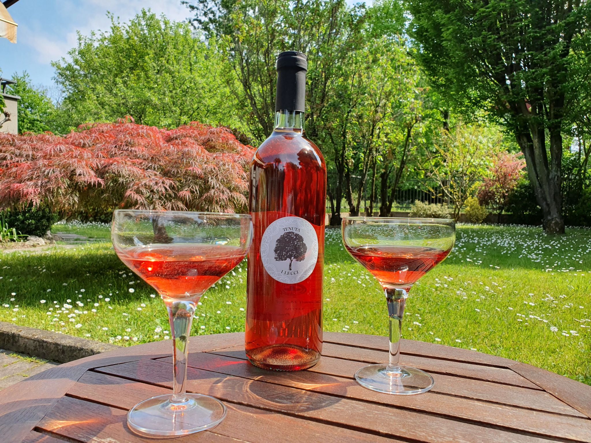 Flache Kornblume-Binnen