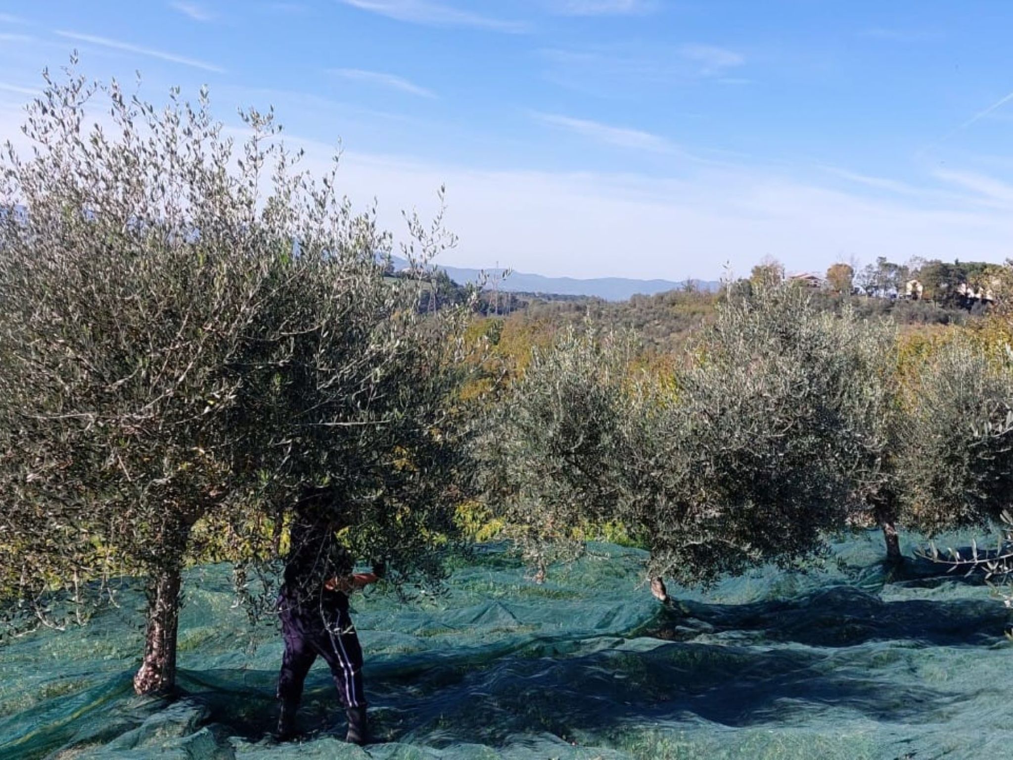 Flache Kornblume-Binnen