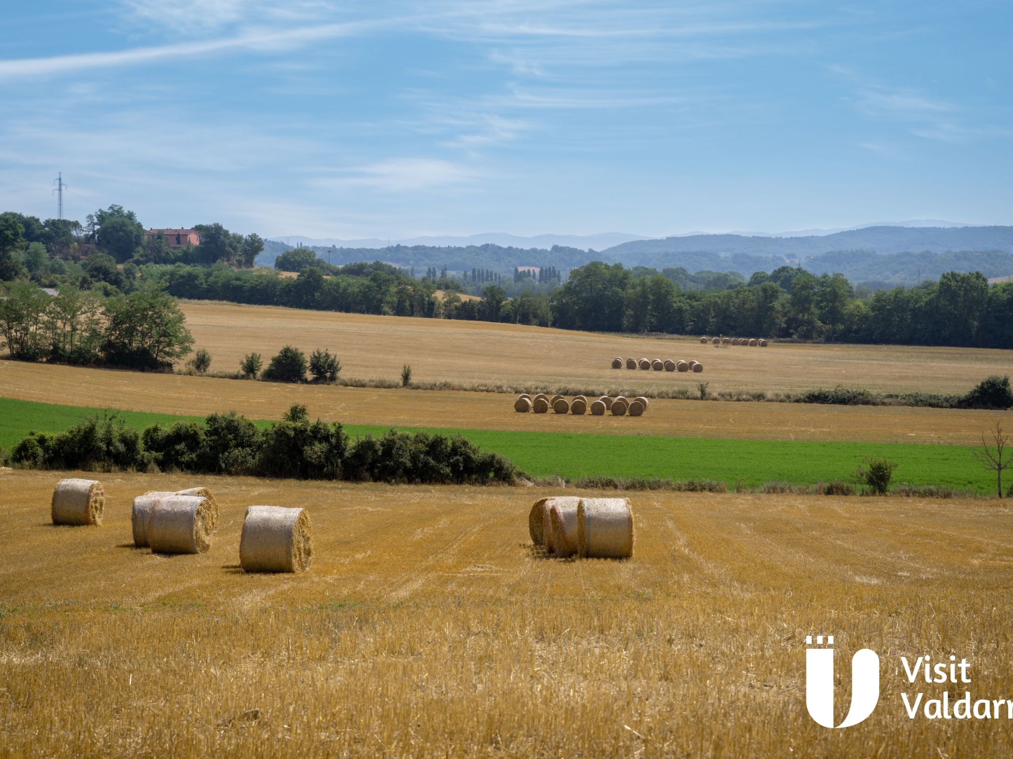 Flache Kornblume-Binnen