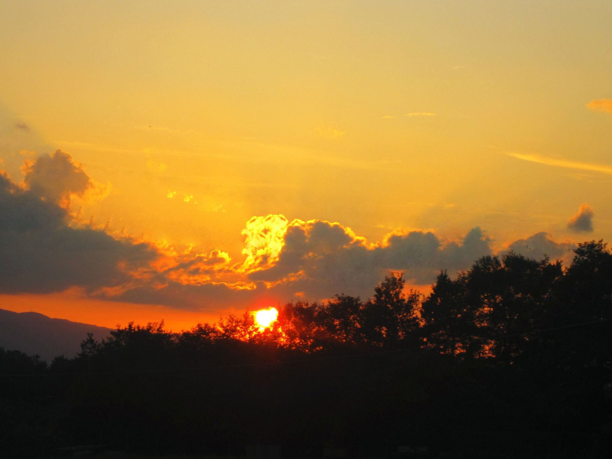 Flache Kornblume-Binnen