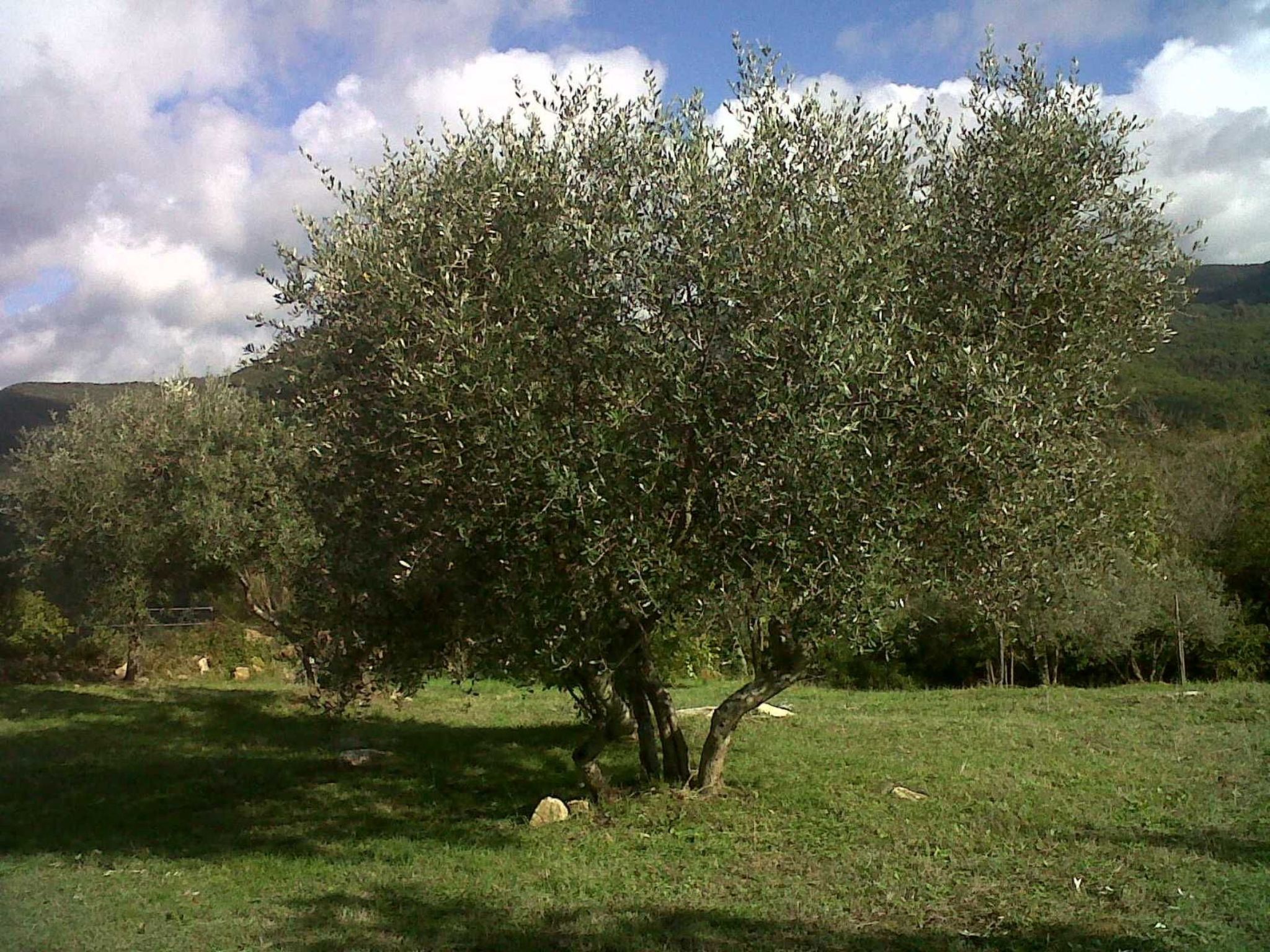 Wohnung Grecale in Castellina Marittima-Binnen