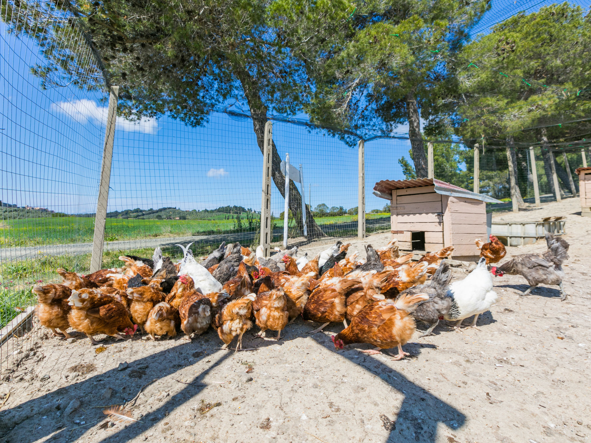 Ferme Il Fienile – Extérieur, photo 71 sur 86