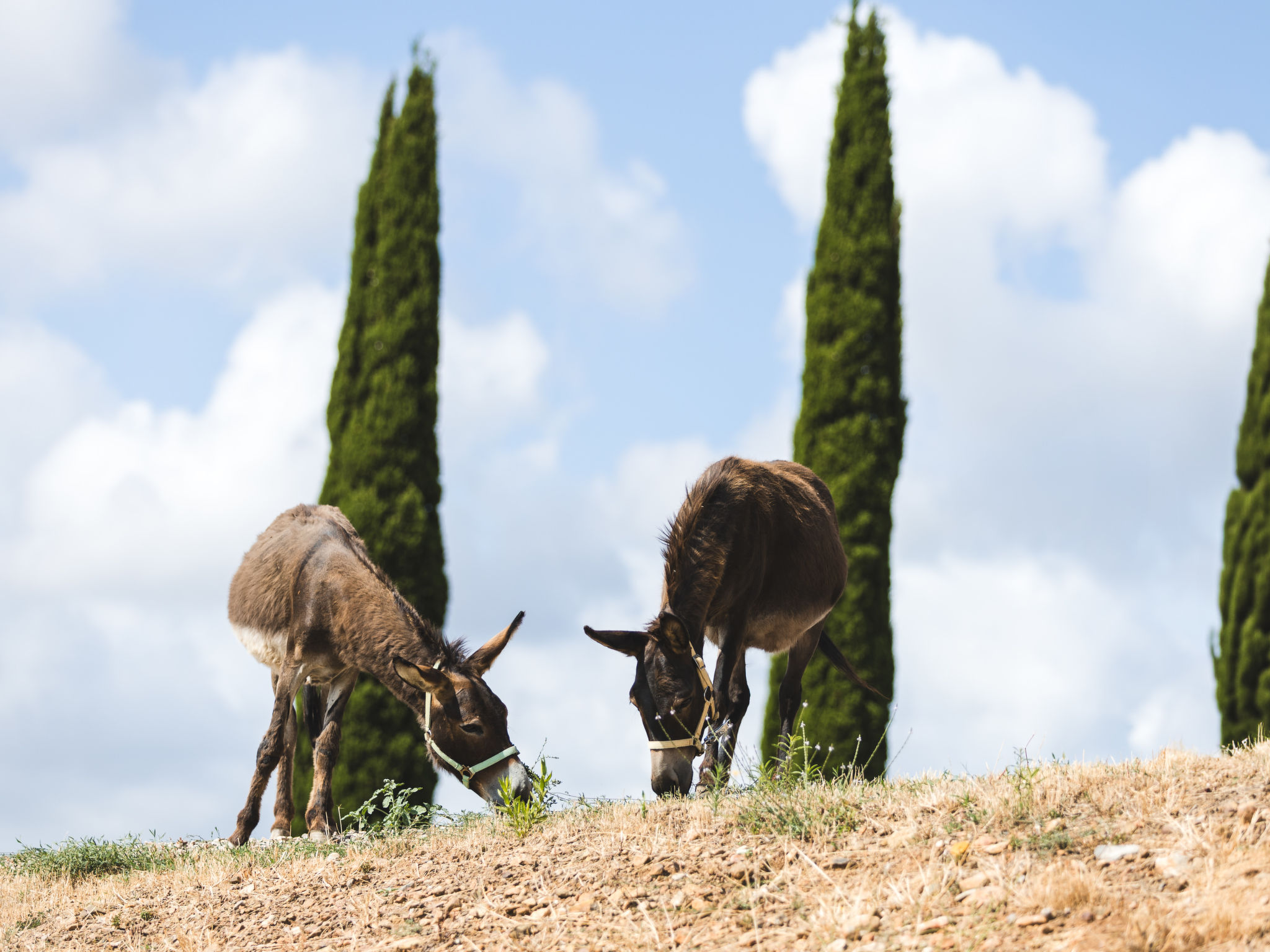 Poggio Piero 1-Dehors