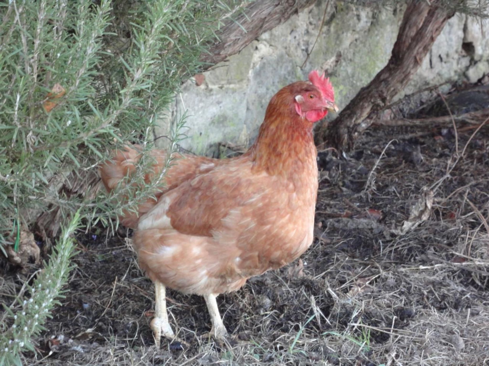 Behindertengerechtes Drei-Zimmer-Appartement, Typ E-Binnen