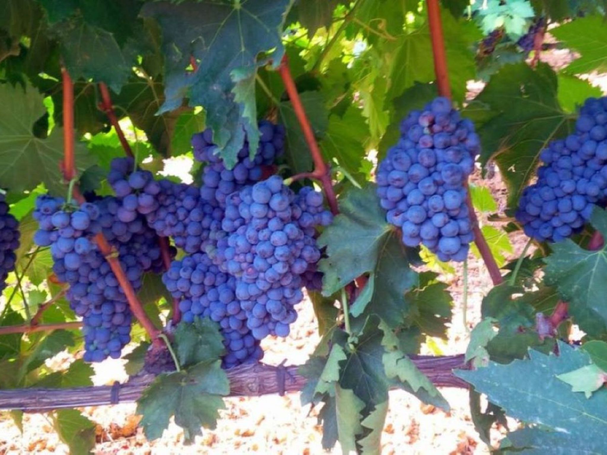 Nachlass "Poggio alla Cavalla"-Binnen