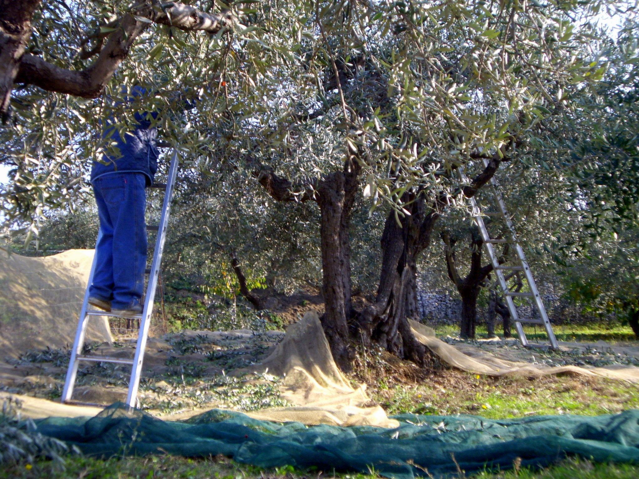 Nachlass "Poggio alla Cavalla"-Binnen