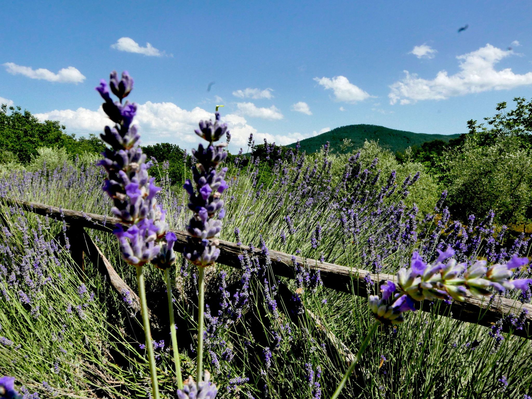 Charmantes Ferienhaus in Ciciano mit Grill, Garten und gemeinsamem Pool und Pan-Image-tags.info