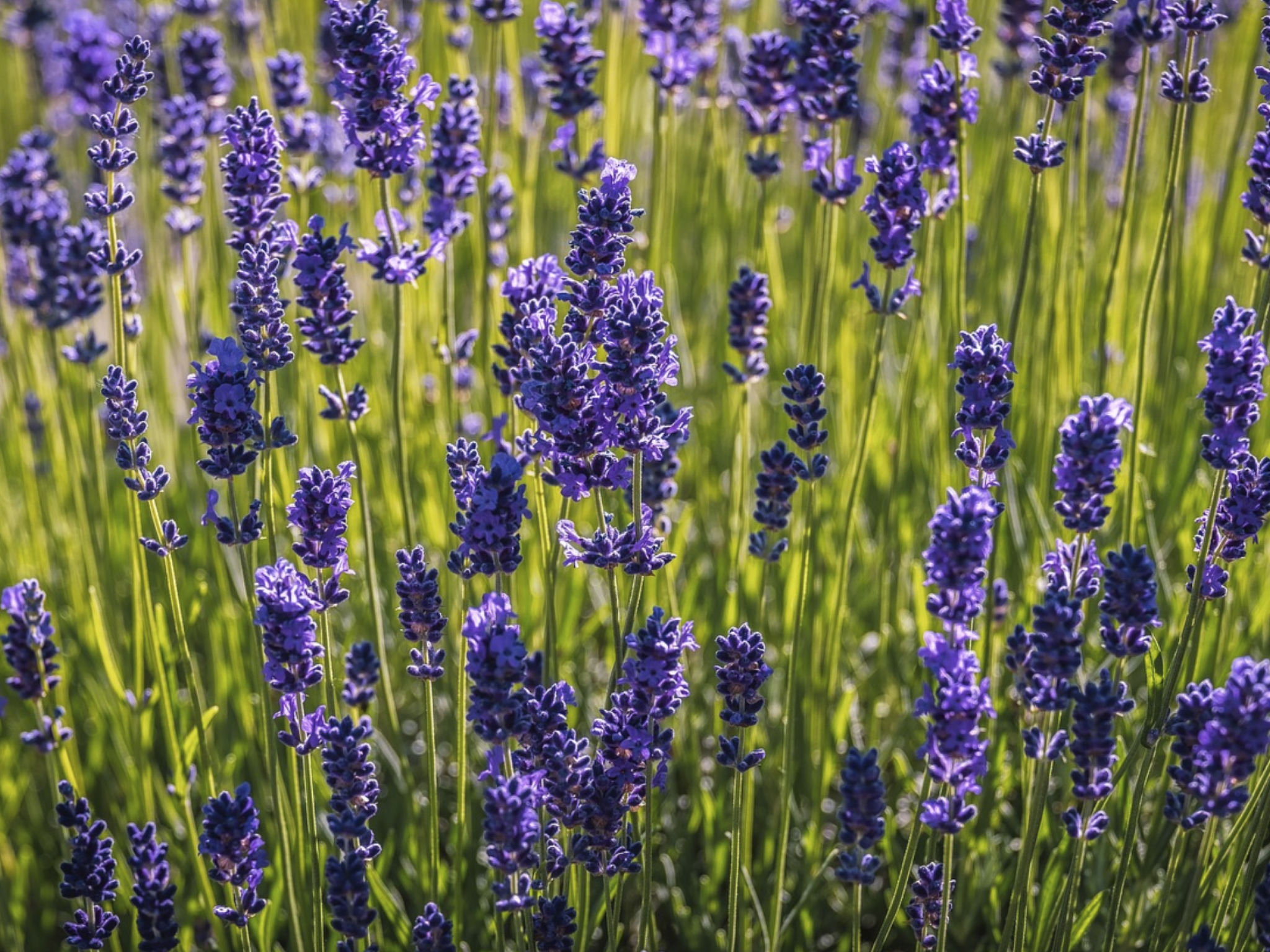 Charmantes Ferienhaus in Ciciano mit Grill, Garten und gemeinsamem Pool und Pan-Image-tags.info