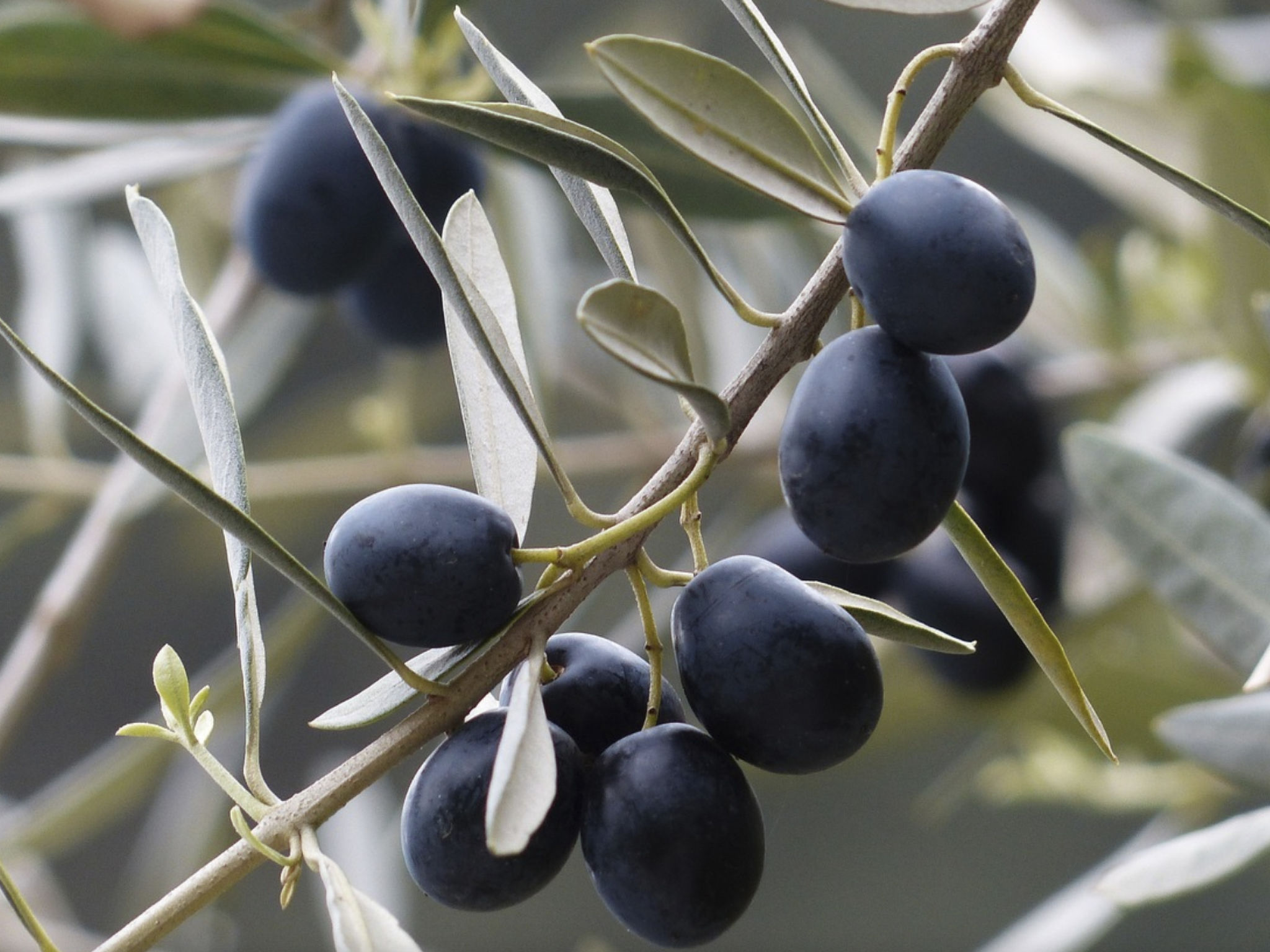 Charmantes Ferienhaus in Ciciano mit Grill, Garten und gemeinsamem Pool und Pan-Image-tags.info