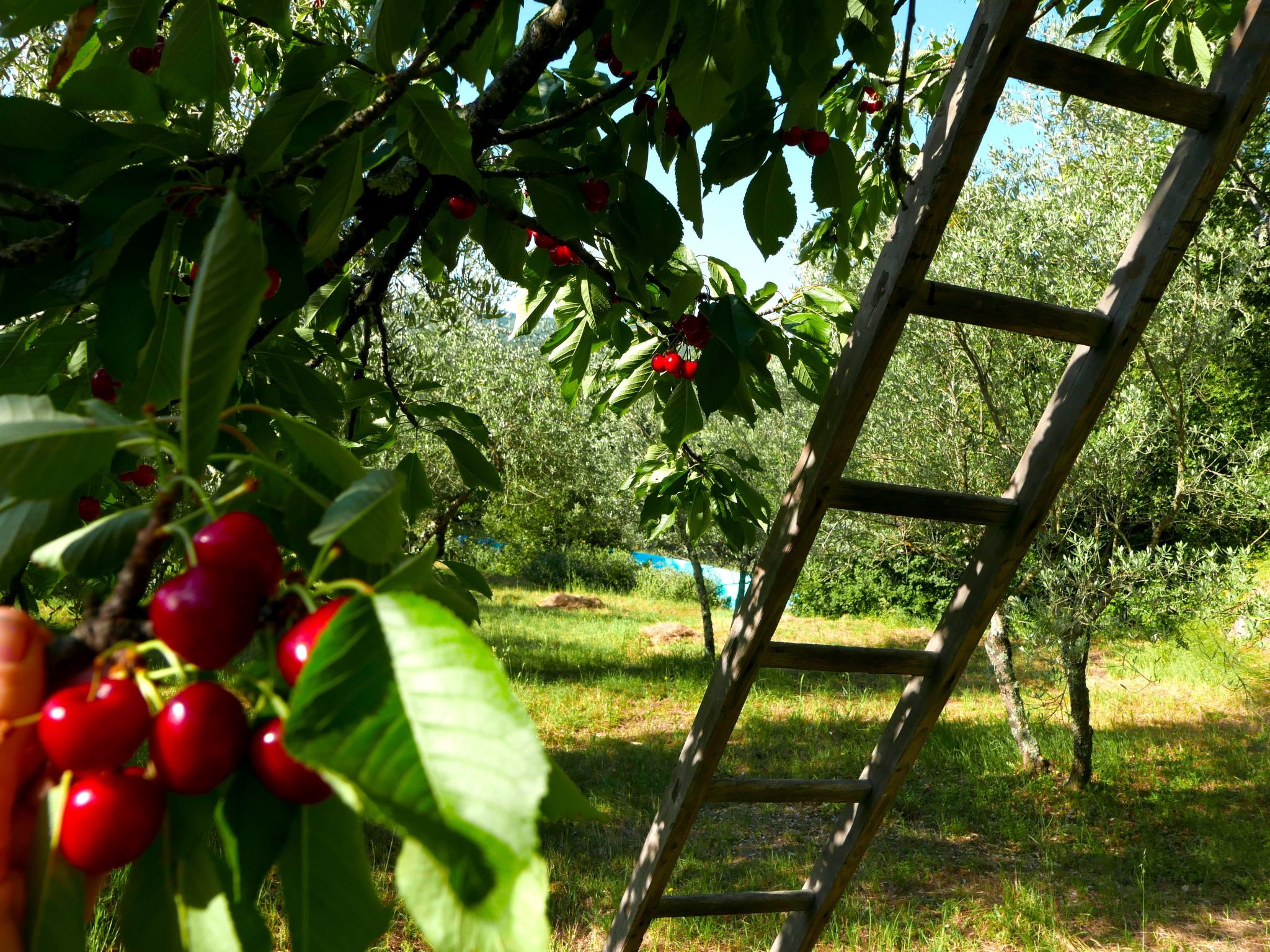 Ruhiges Ferienhaus mit Garten und Panoramablick - Image-tags.info