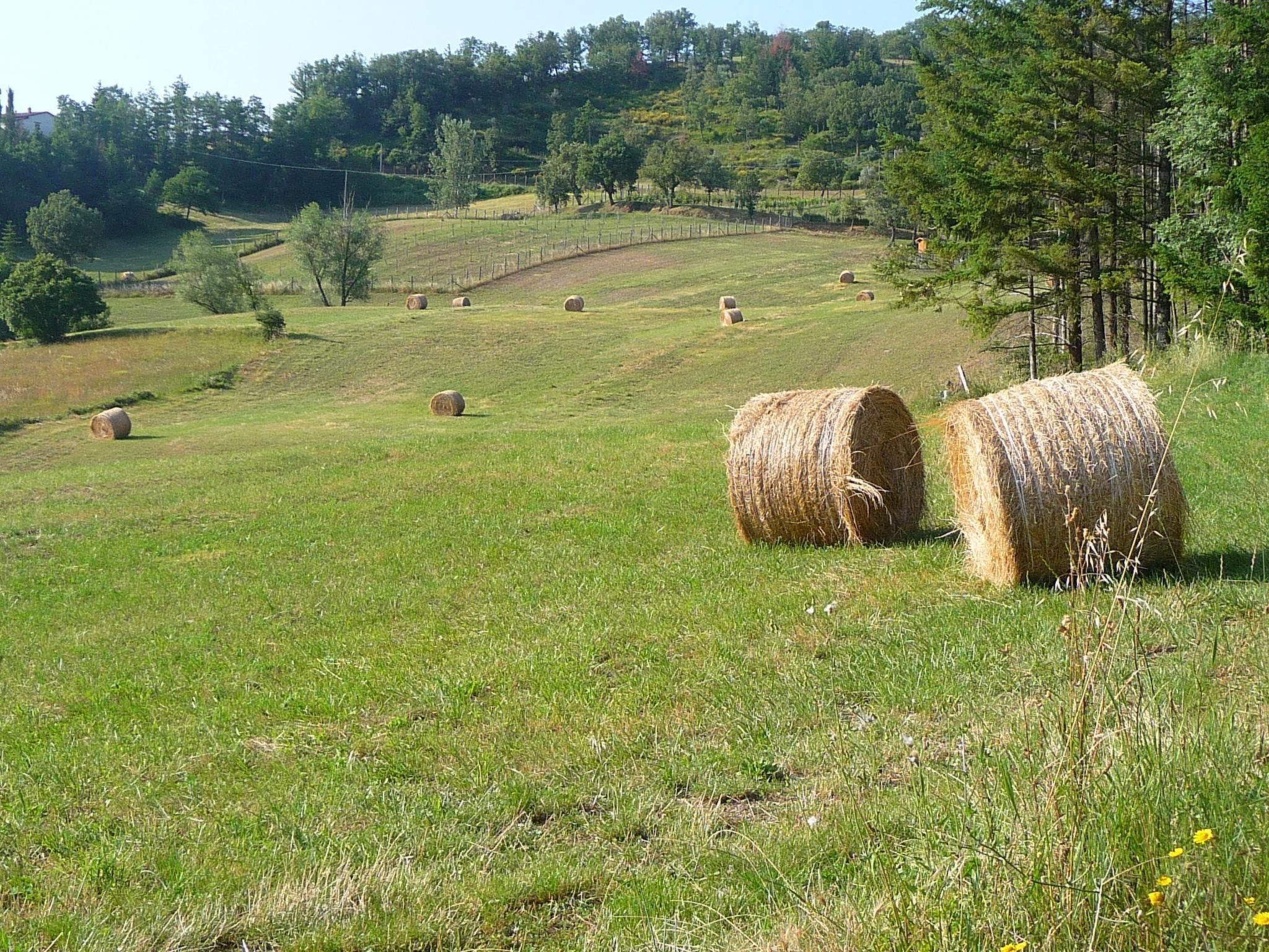 Magnolienhaus mit Pool zwischen Florenz und Arezzo-Binnen