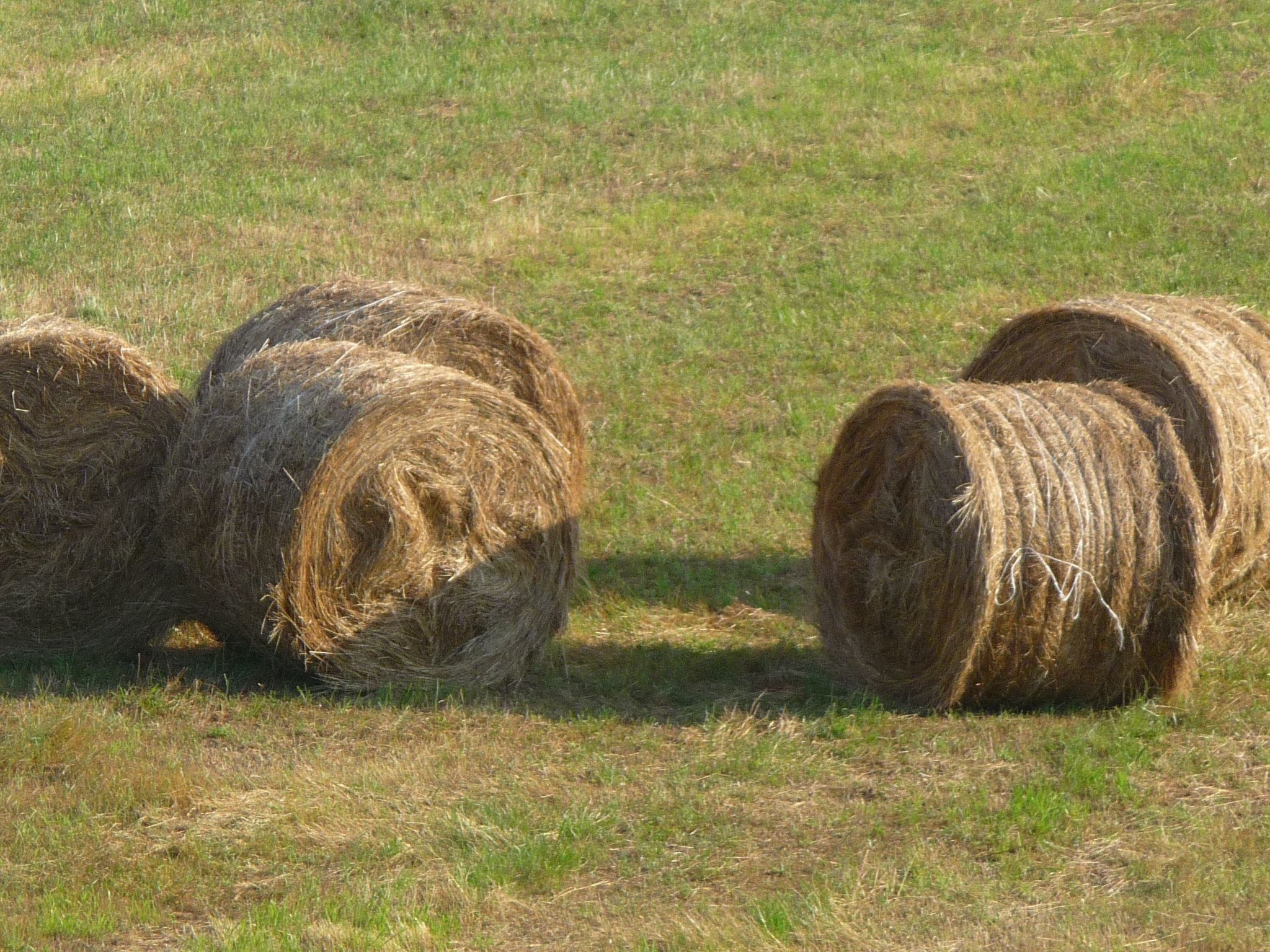 Lindenhaussiedlung mit Gemeinschaftspool-Binnen