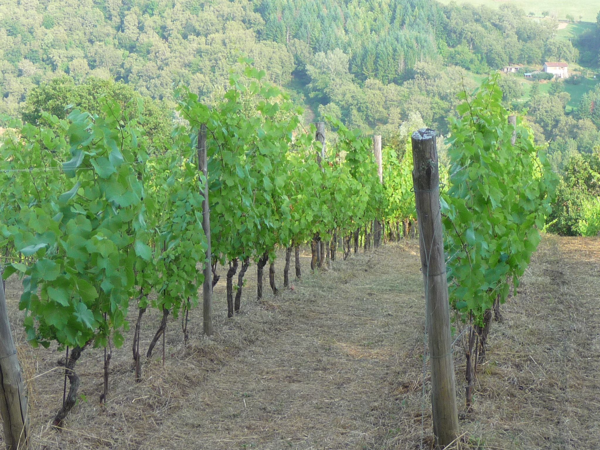 Lindenhaussiedlung mit Gemeinschaftspool-Binnen
