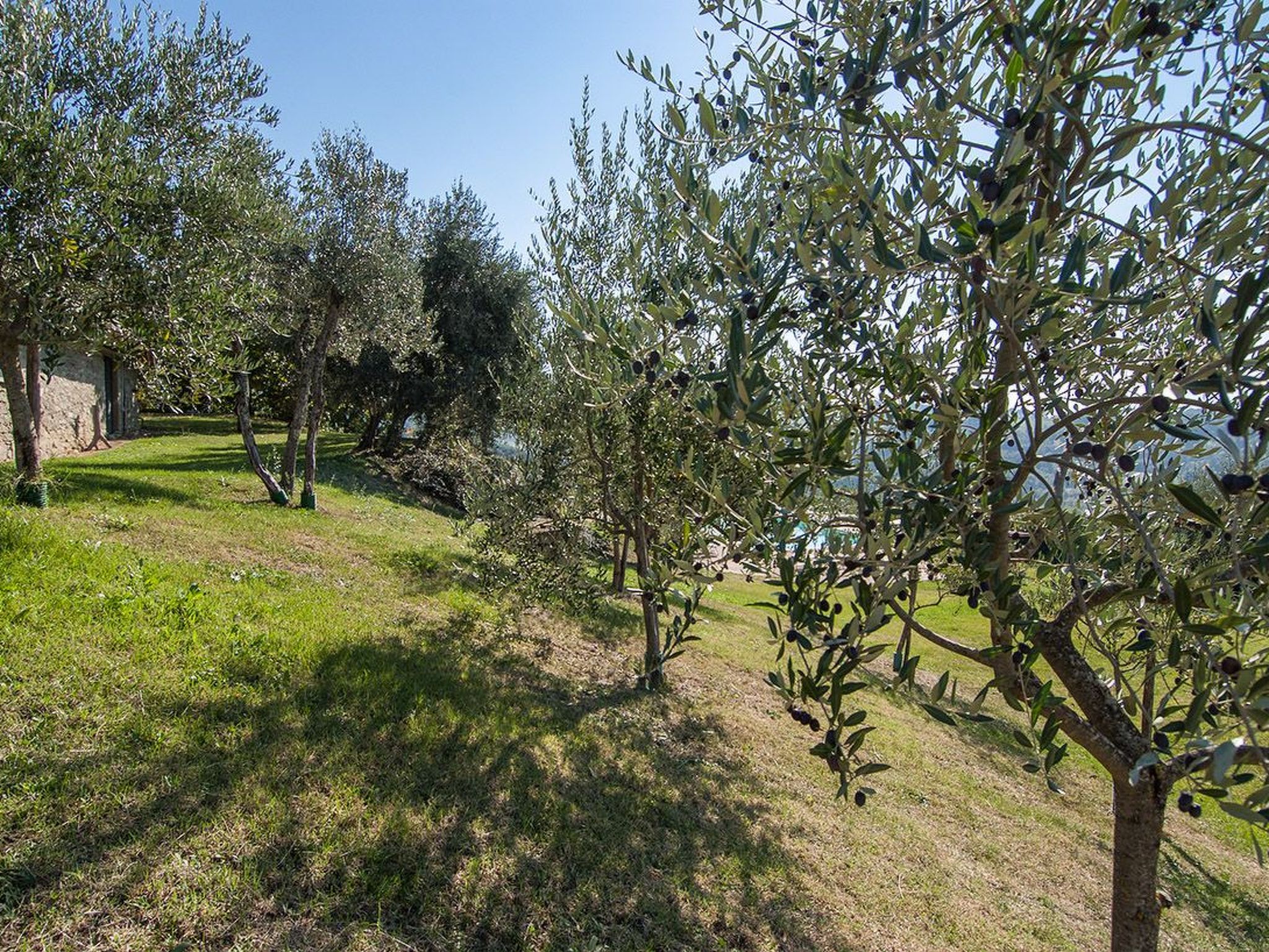 Lindenhaussiedlung mit Gemeinschaftspool-Binnen