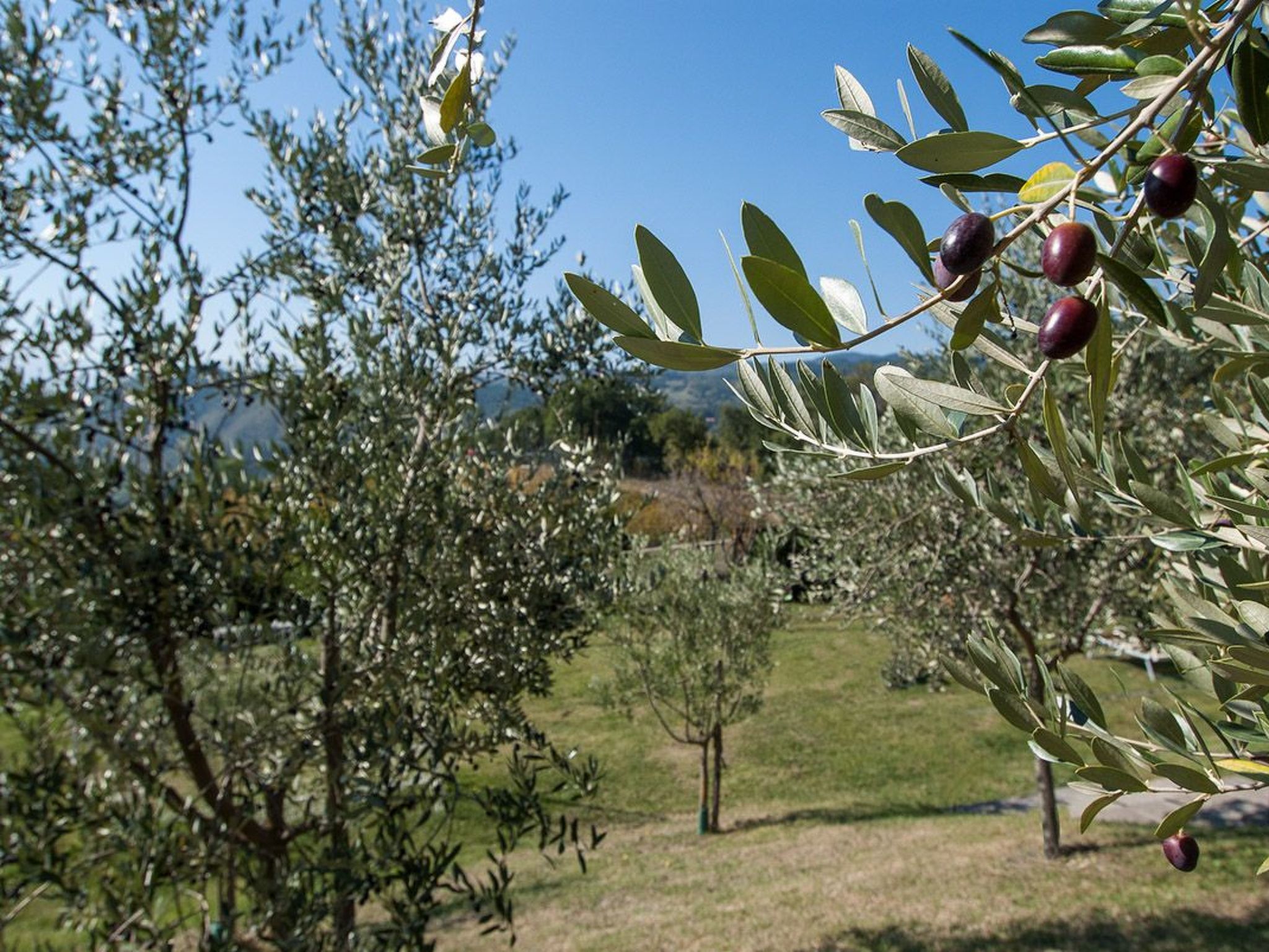 Lindenhaussiedlung mit Gemeinschaftspool-Binnen