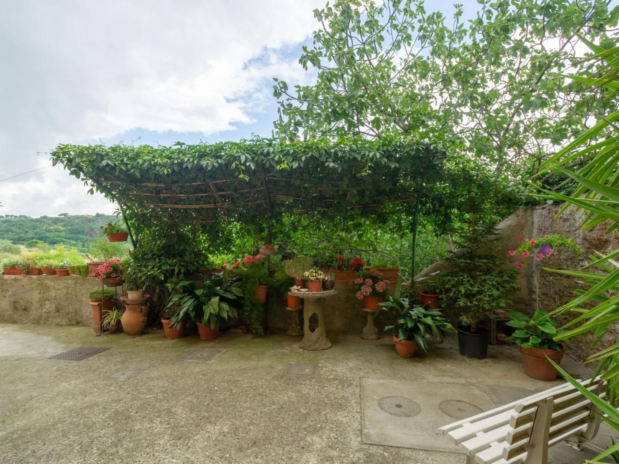 Rosa in der Toskana-Binnen