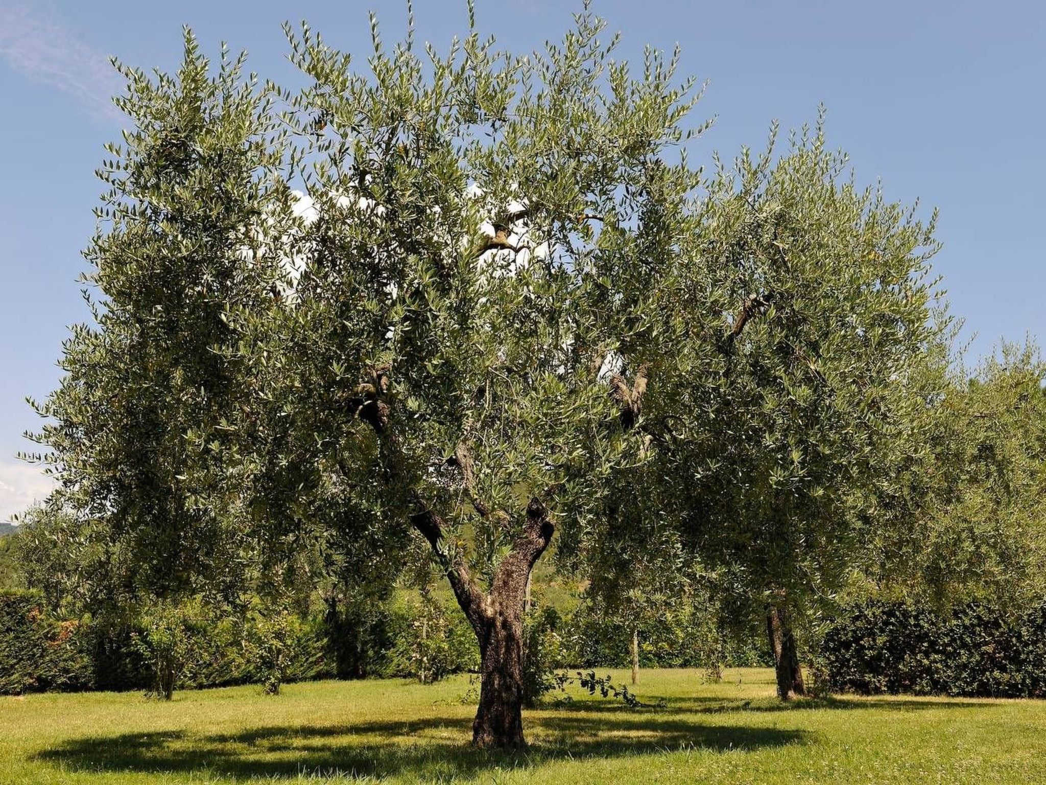 Für 2 Personen  + 1 Kind ca. 65 m&sup2; in Cortona, Toskana (Provinz Arezzo)-Outside