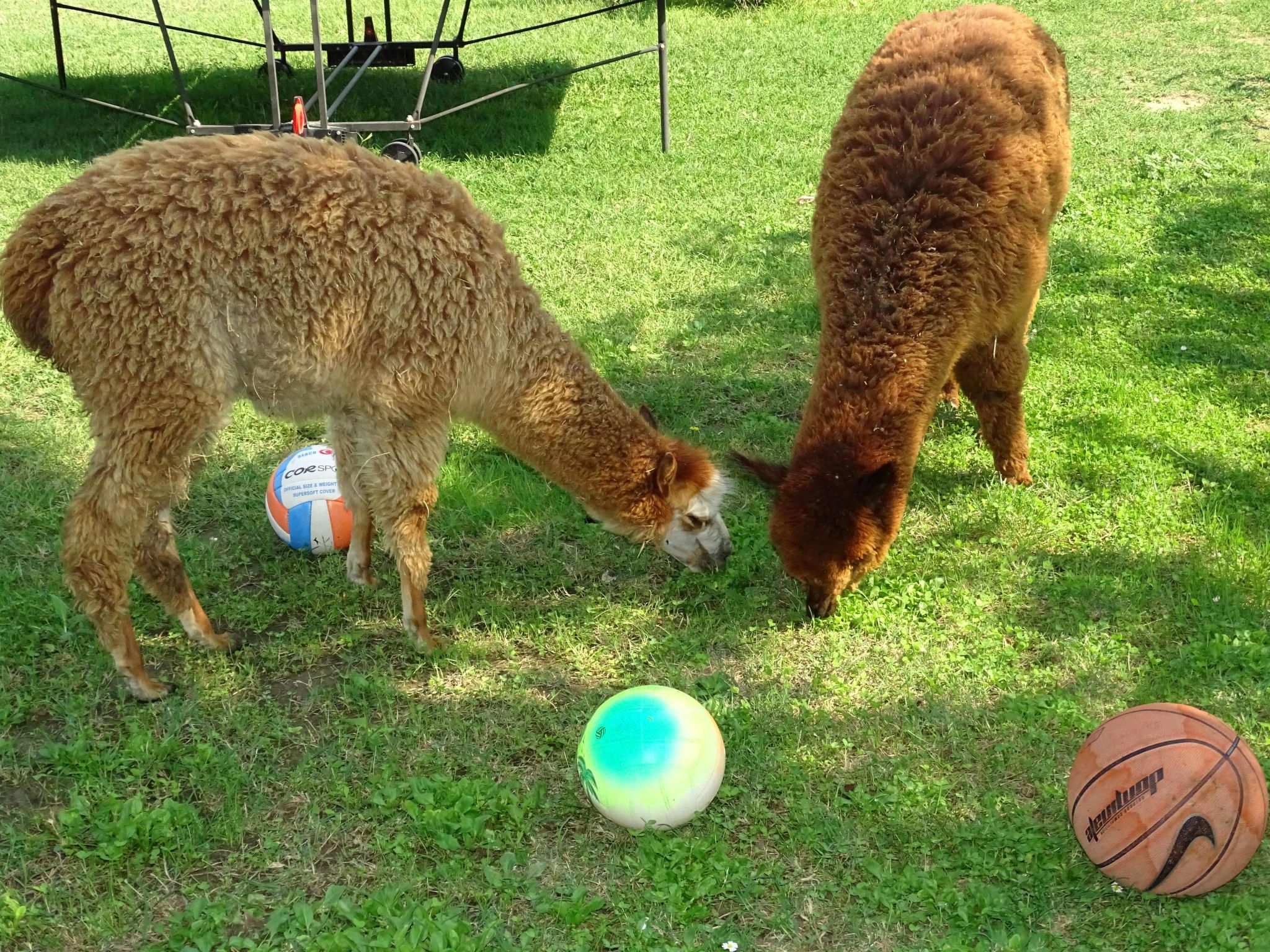 Kormoransee Ferien-Binnen