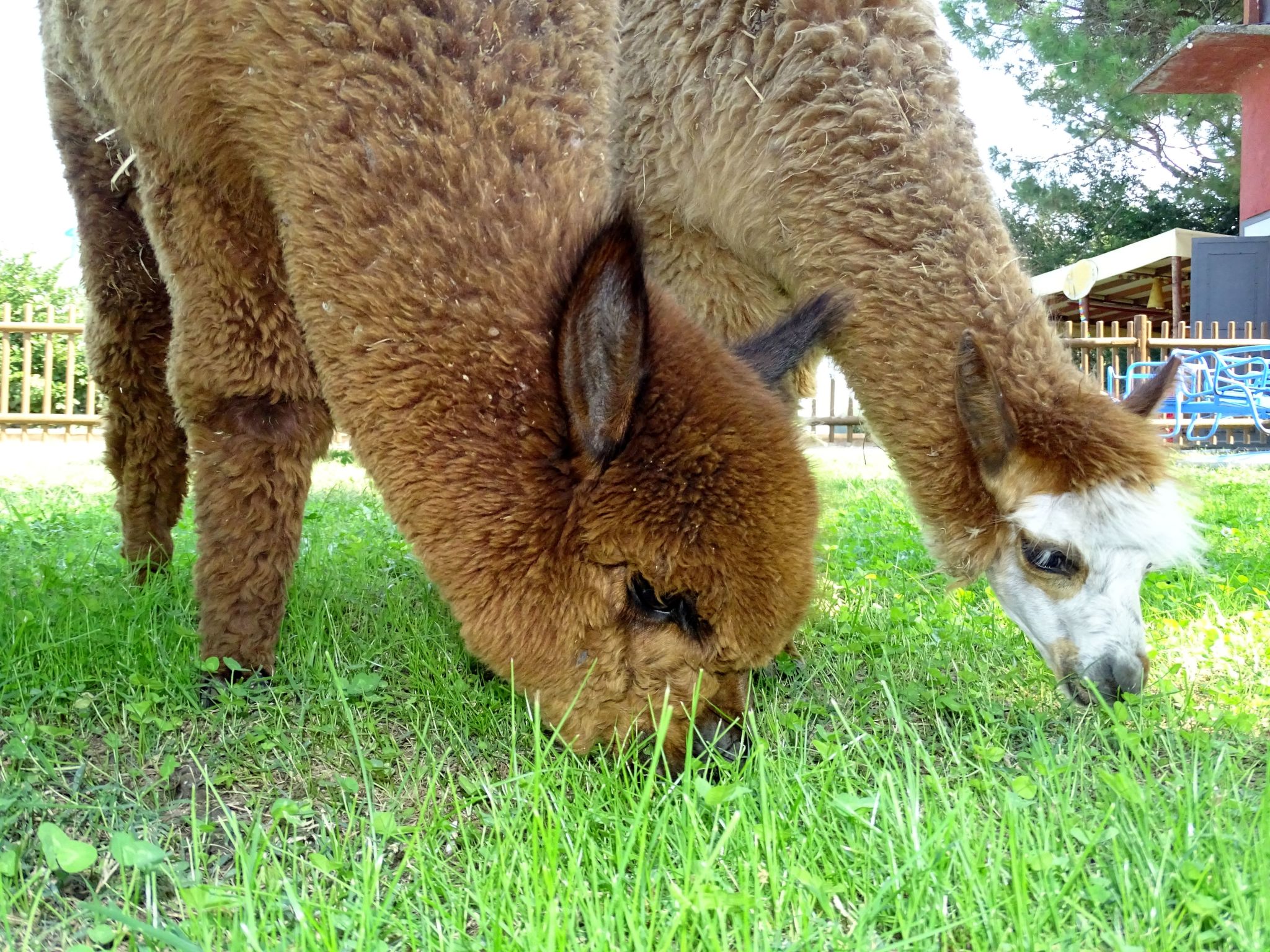 Rotreiher-Urlaub am Trasimeno-See-Binnen