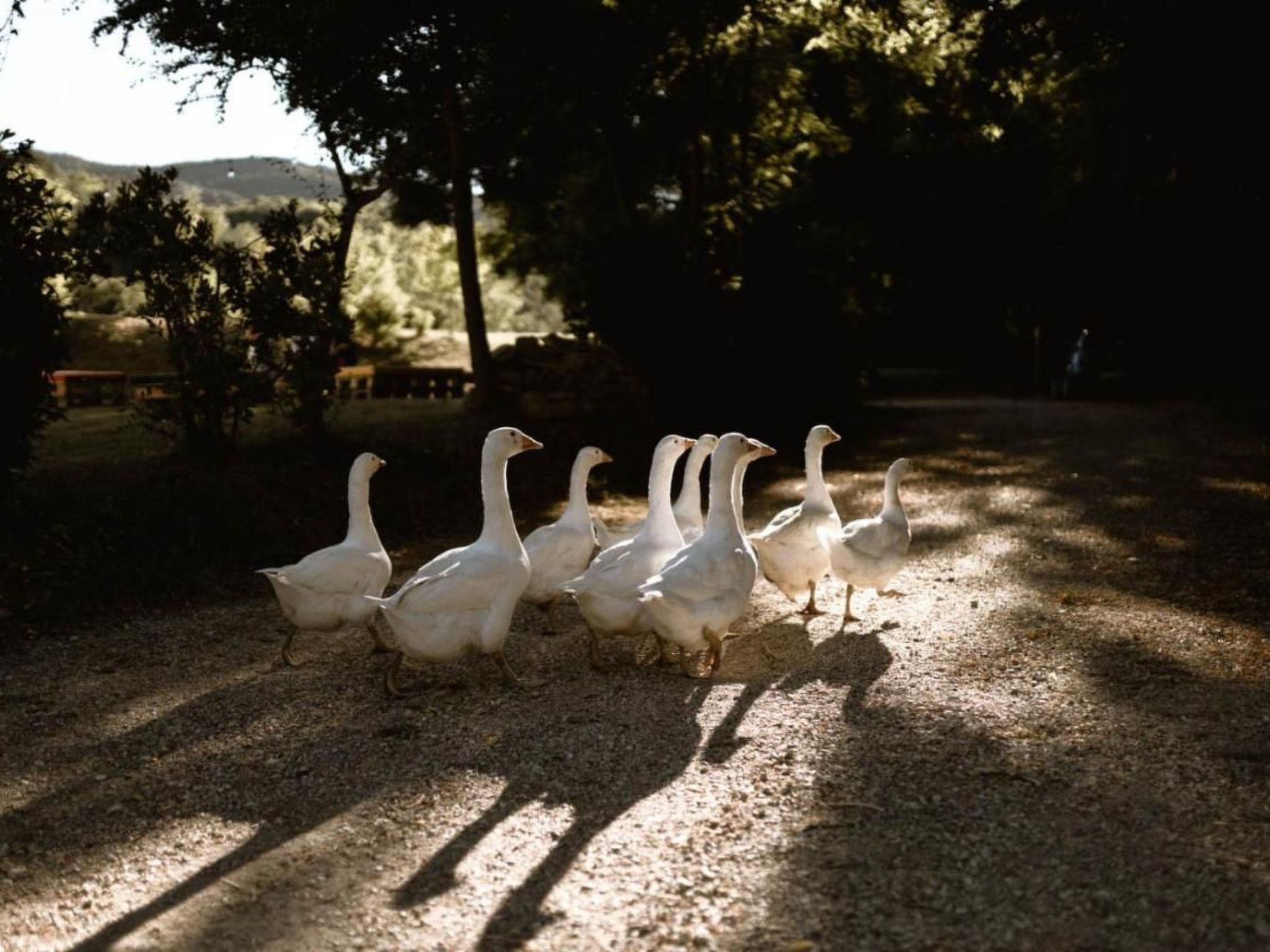 Le Radici - Olivo - Entspannen im Herzen von Umbrien