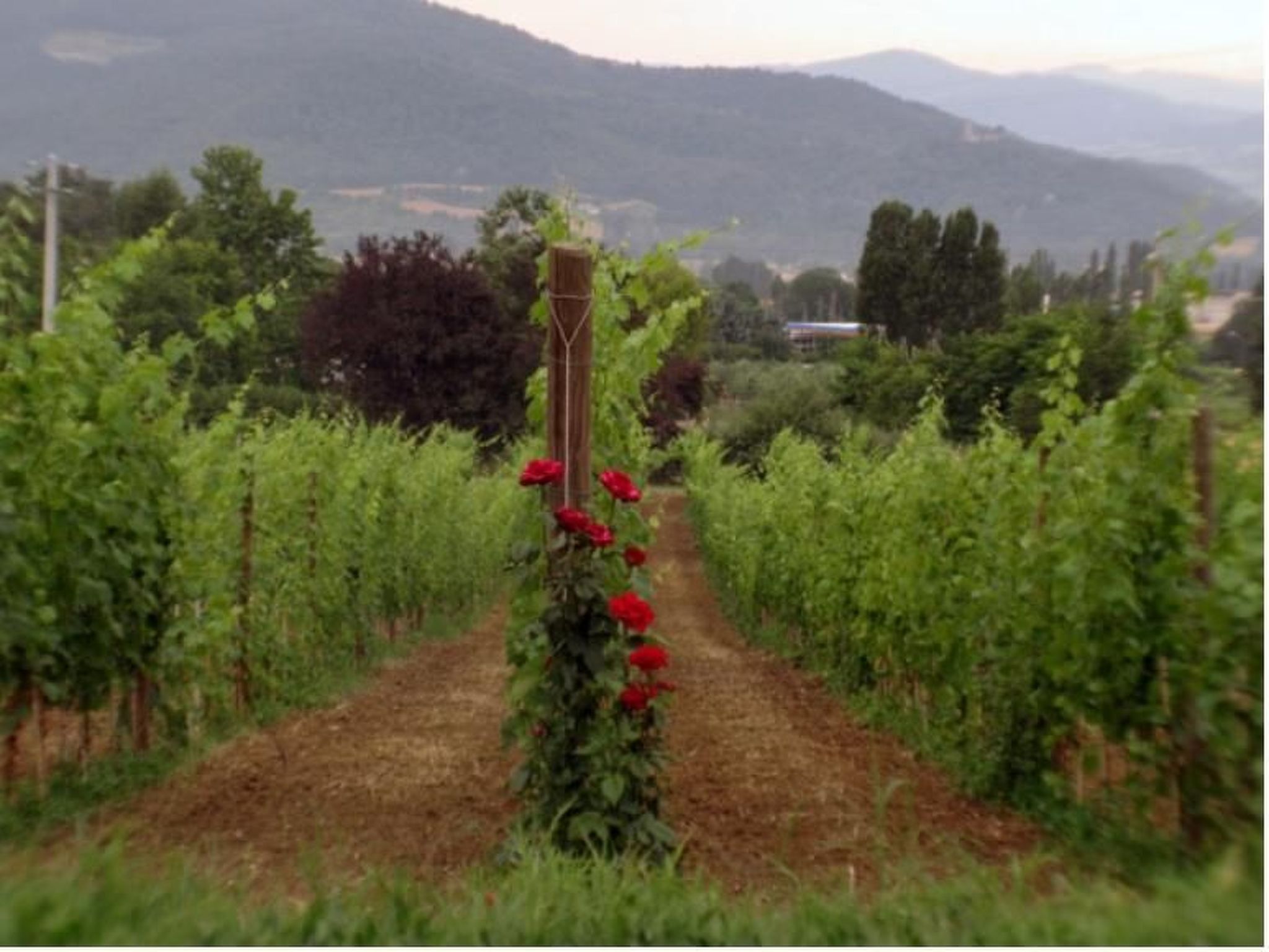 Agritourismus Vigne di Pace-Drinnen