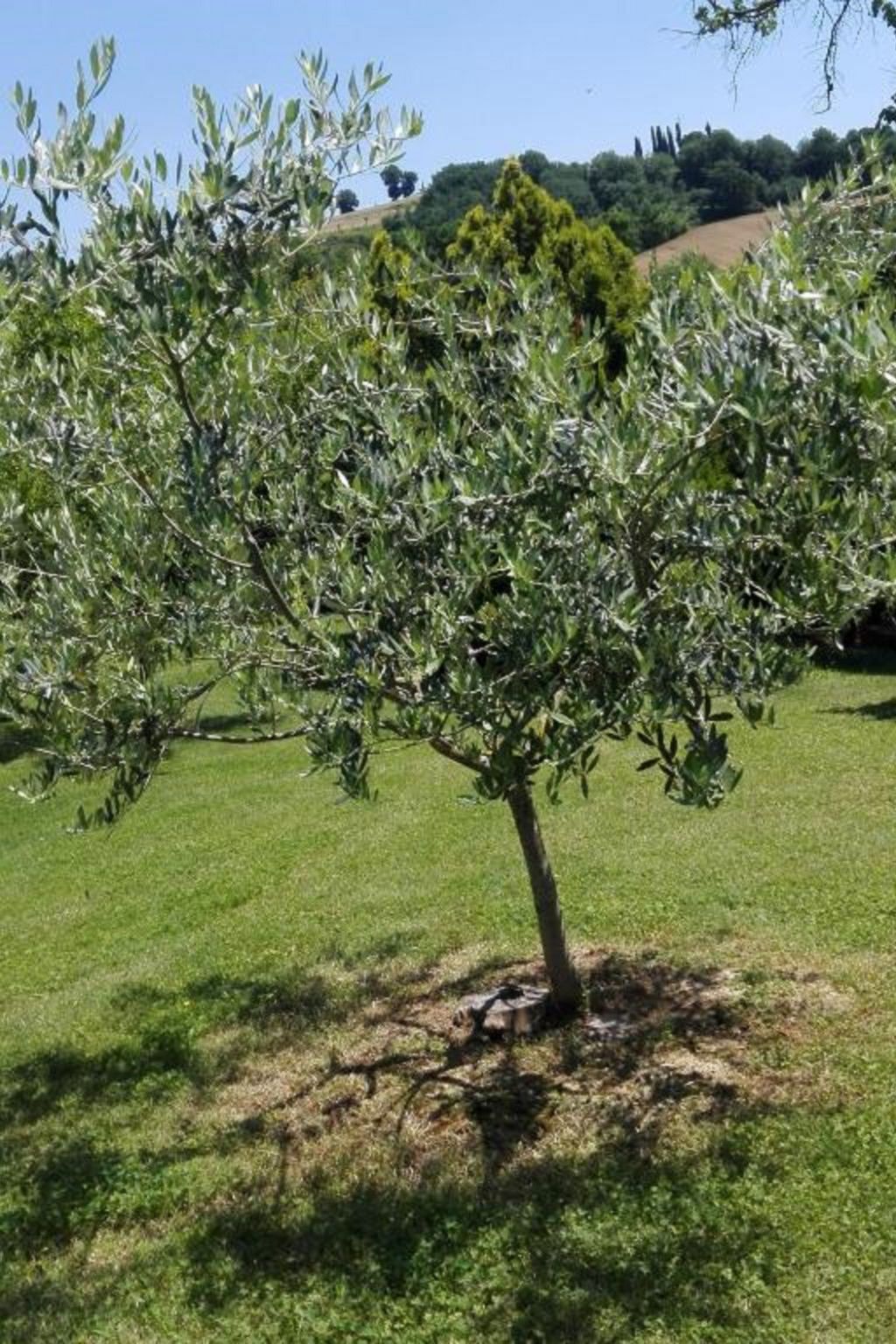 Rustikale Eleganz mit Blick auf die umbrische Landschaft-Binnen