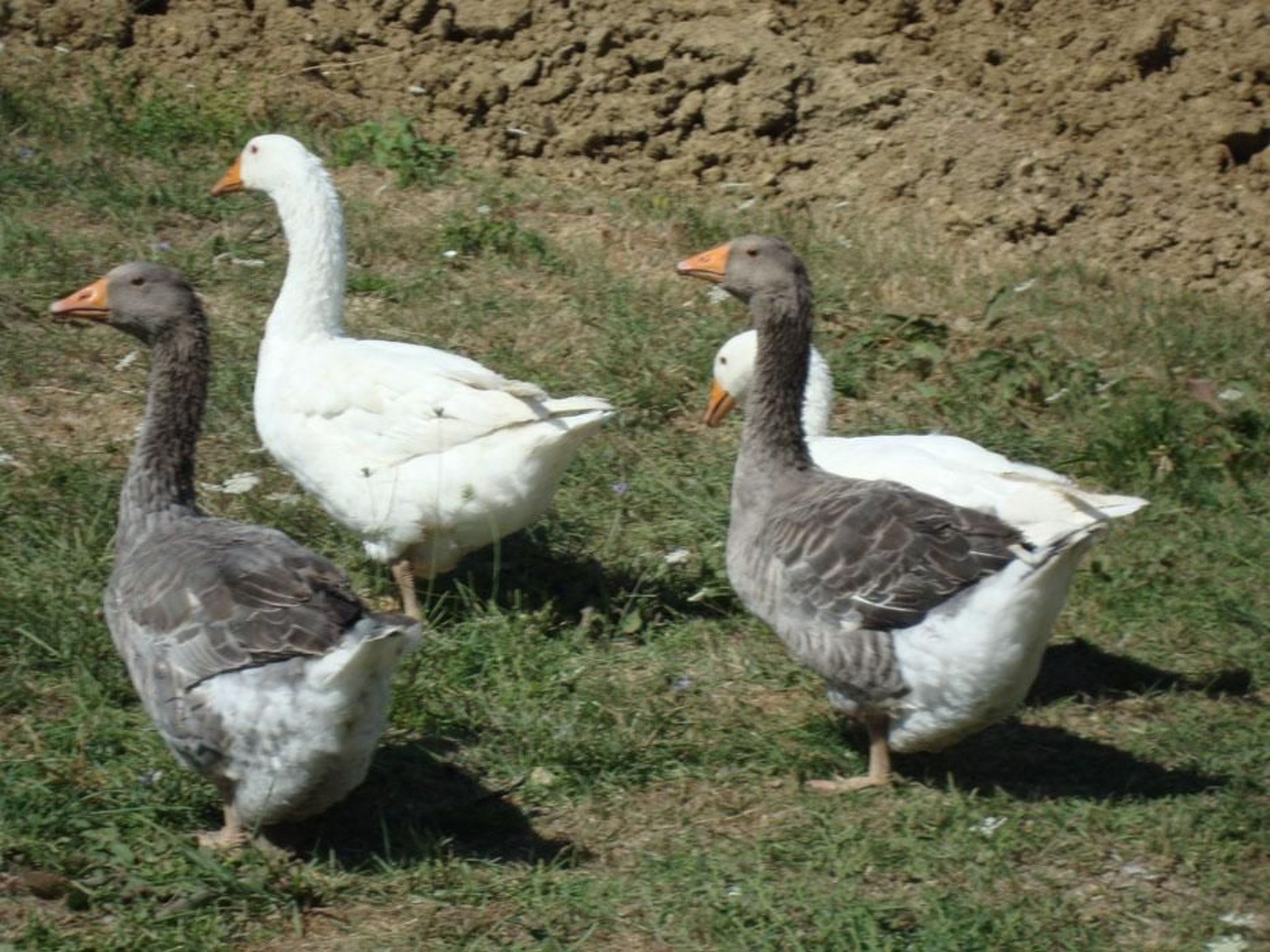 'La Stalla' mit Terrasse-Image-tags.info