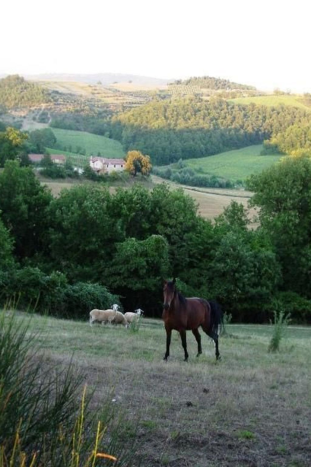 Ferienapartment Baita-Binnen