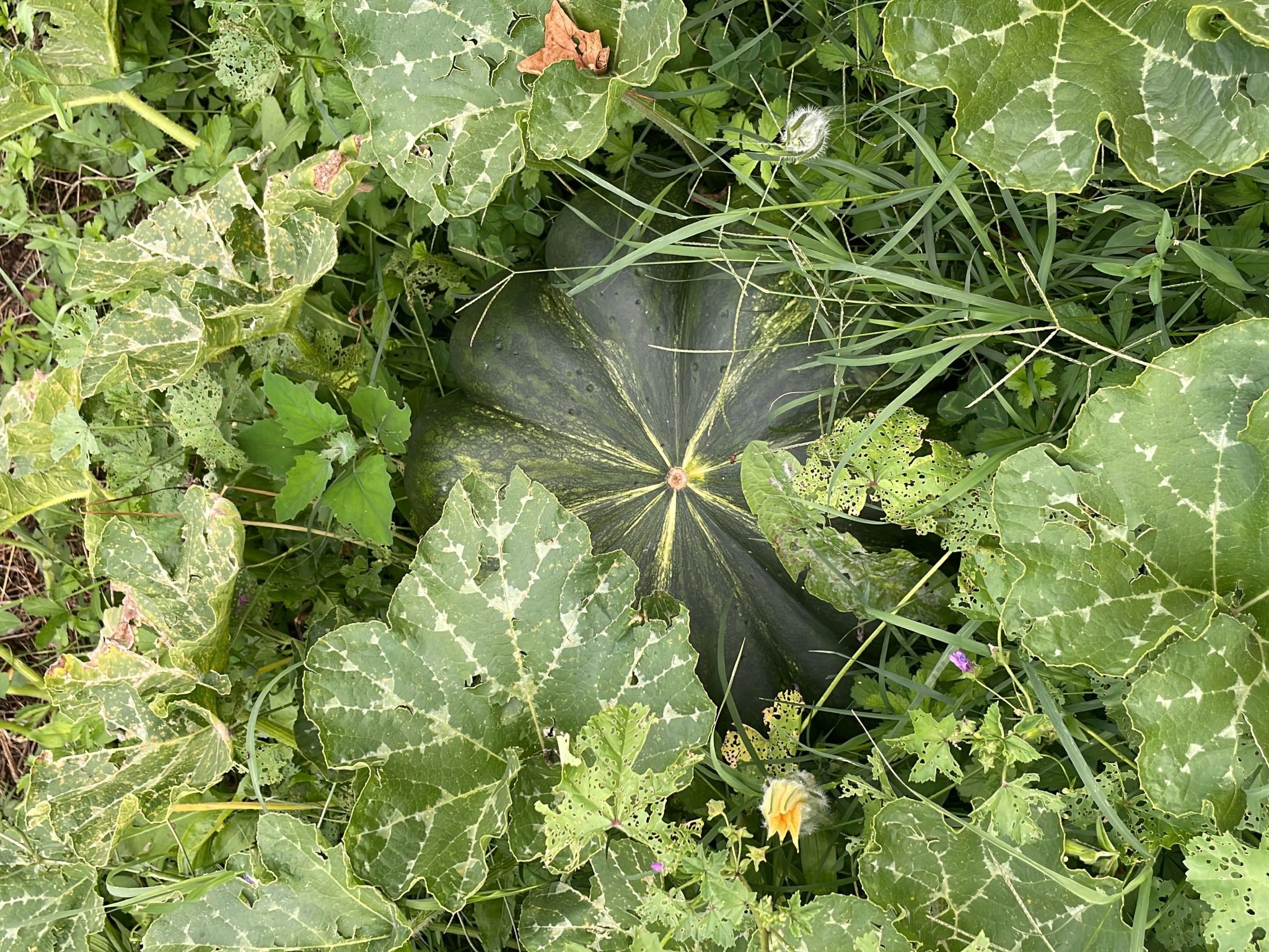 'Merula Antica Dimora'-Binnen