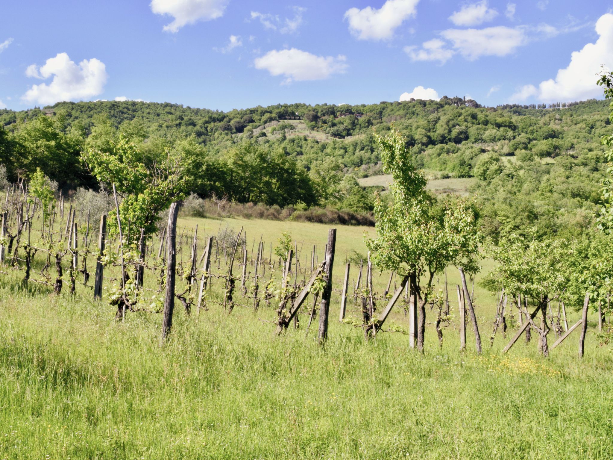Ferienvilla 'La Speranza' mit privatem Garten-Binnen