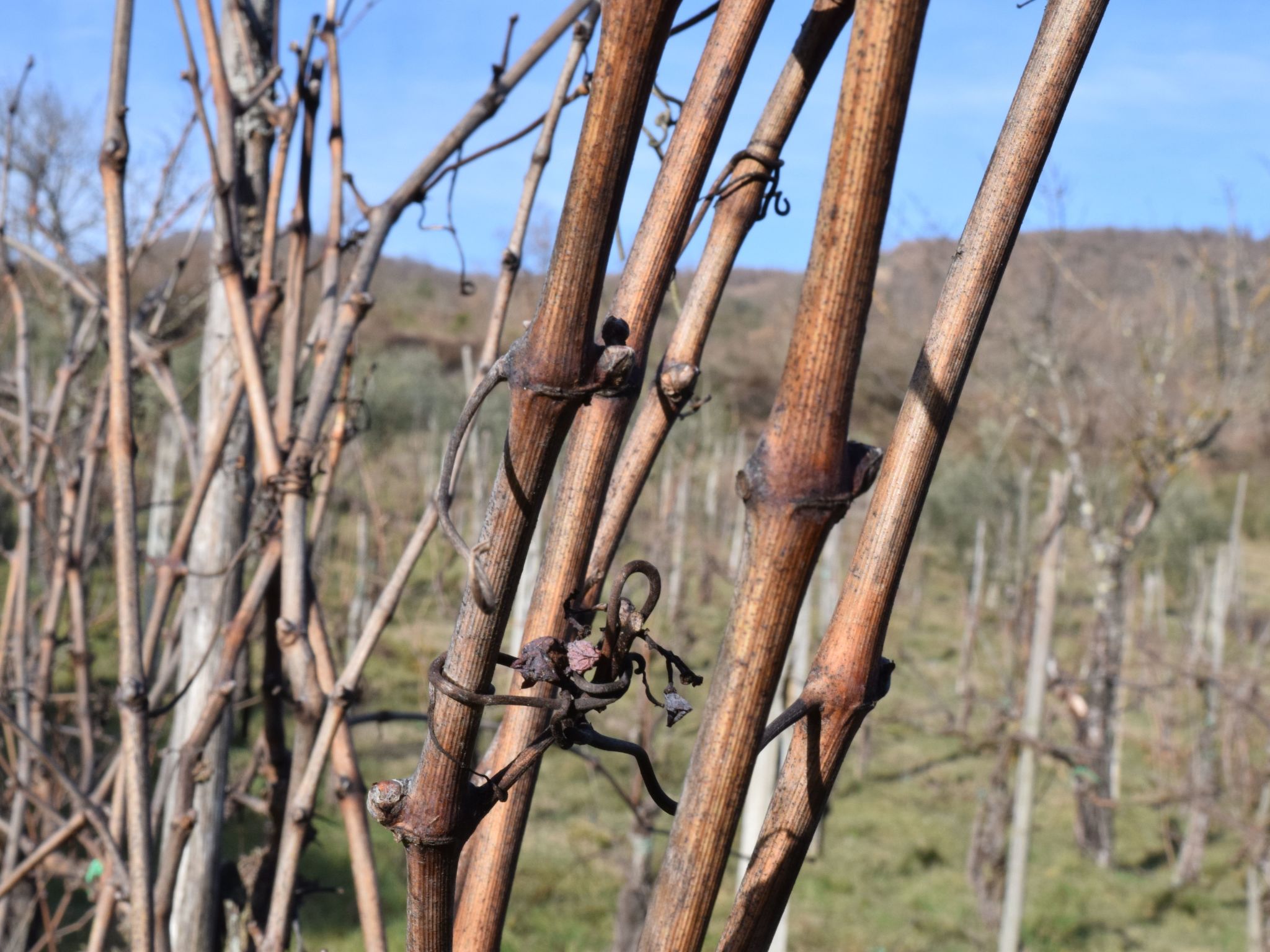 Ferienvilla 'La Speranza' mit privatem Garten-Binnen