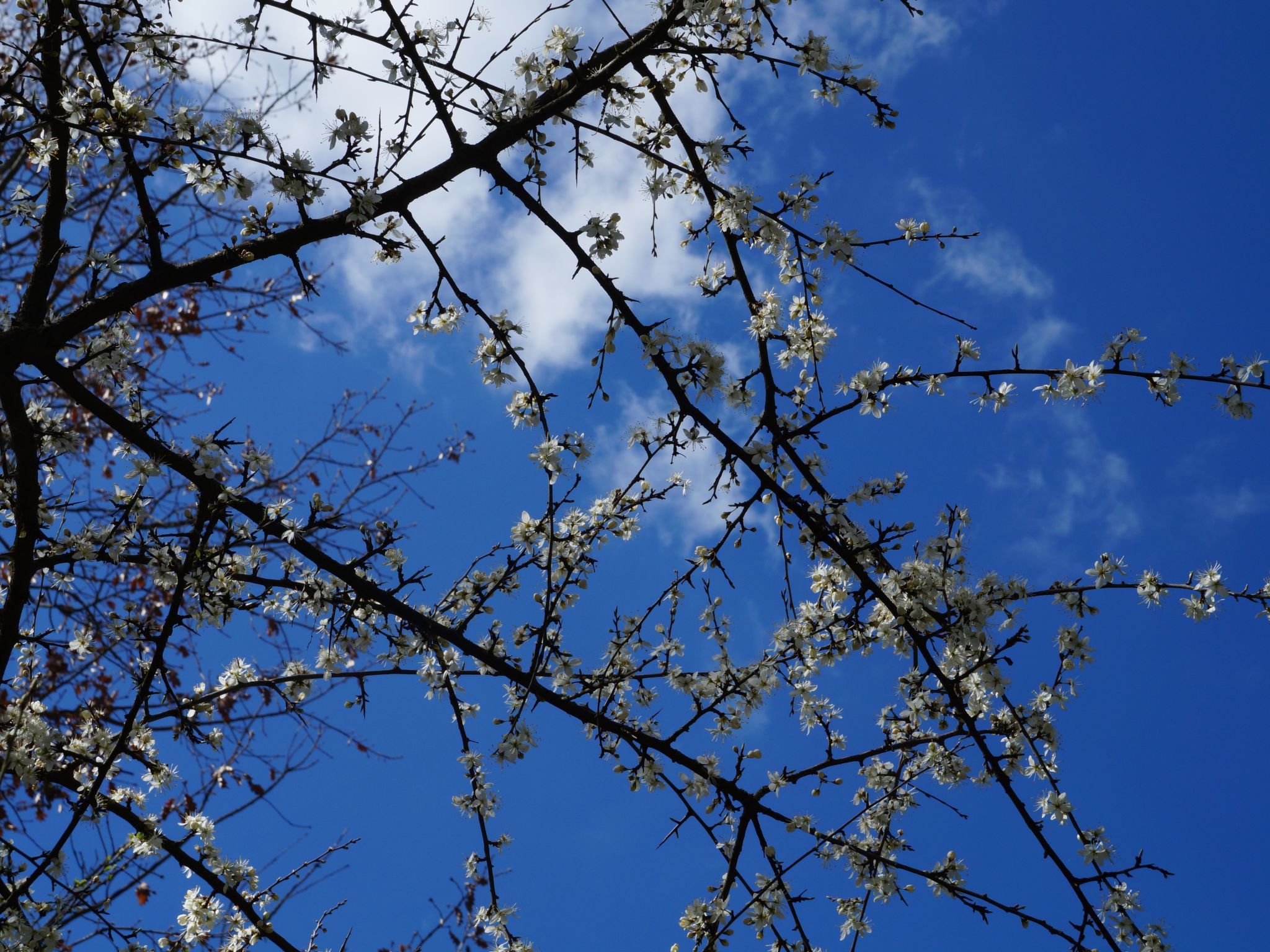 Ferienvilla 'La Speranza' mit privatem Garten