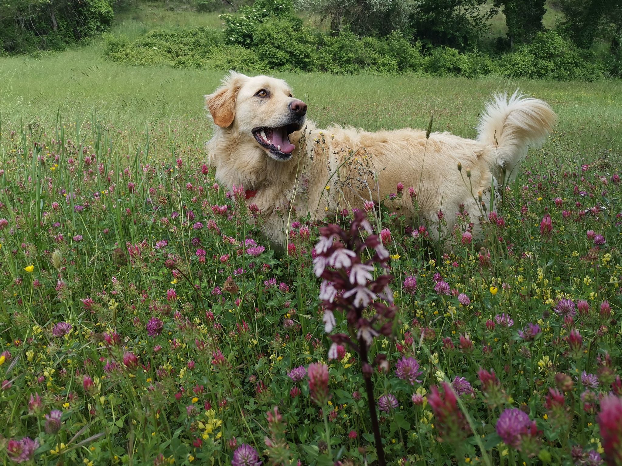 Ariete-Image-tags.info