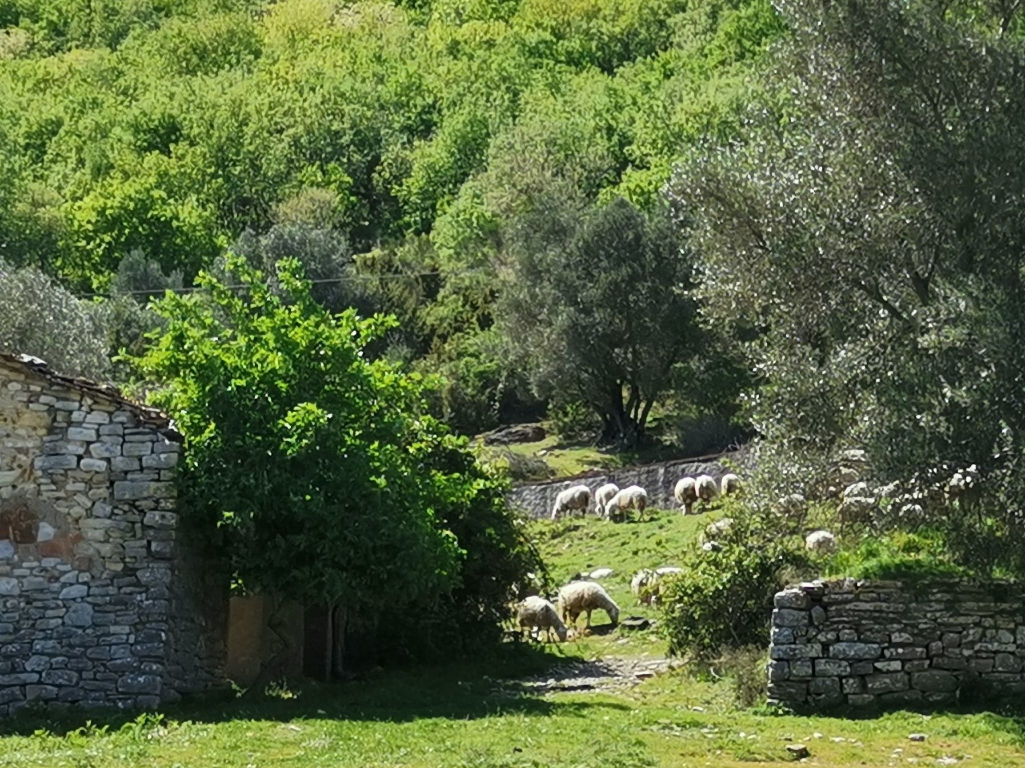 Ariete-Image-tags.info