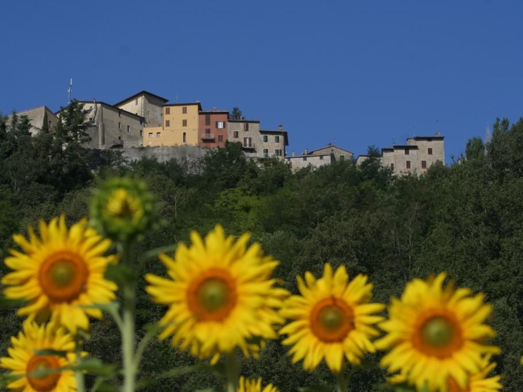 Ariete-Image-tags.info