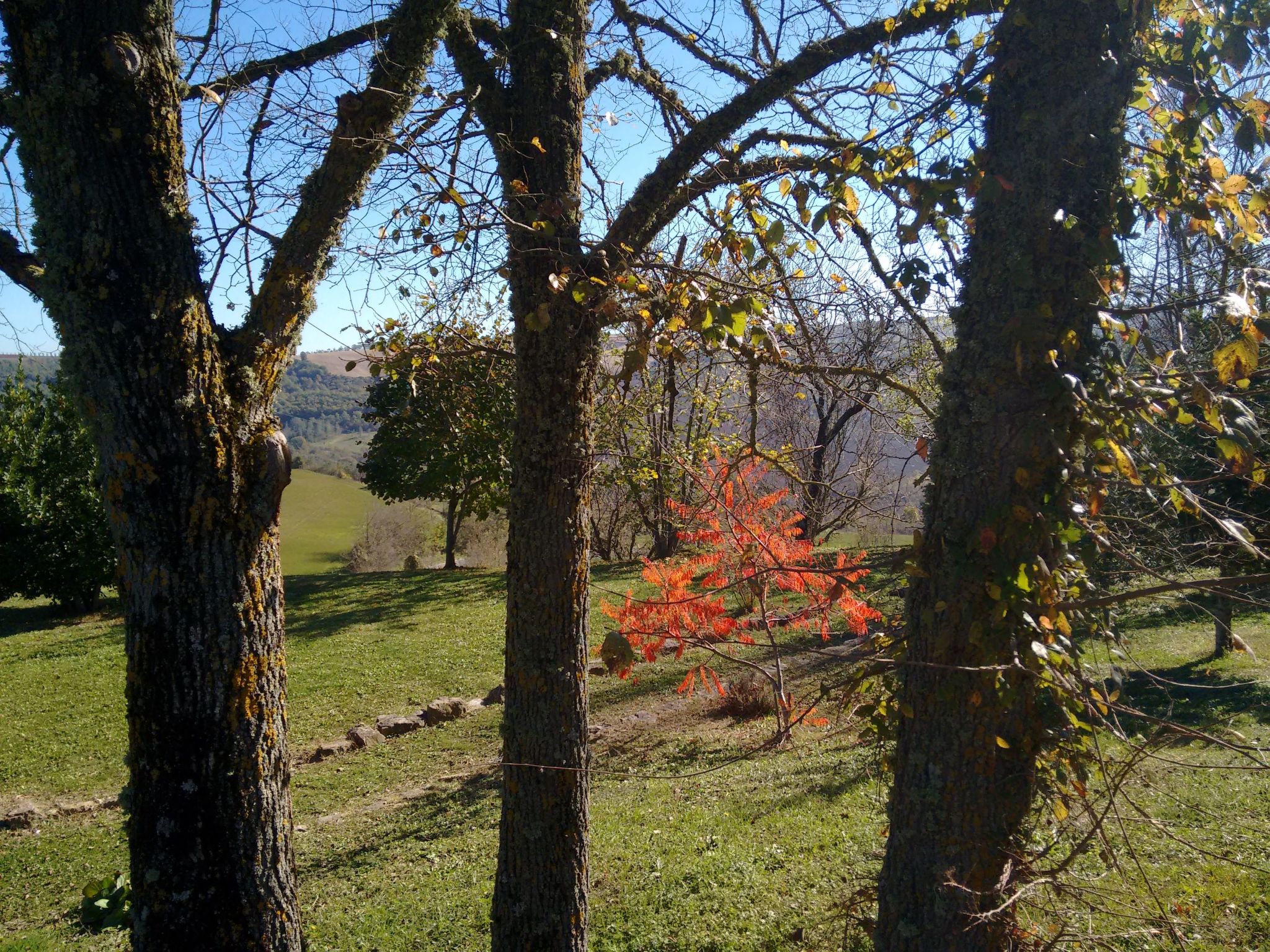 Das Walnusshaus-Dedans