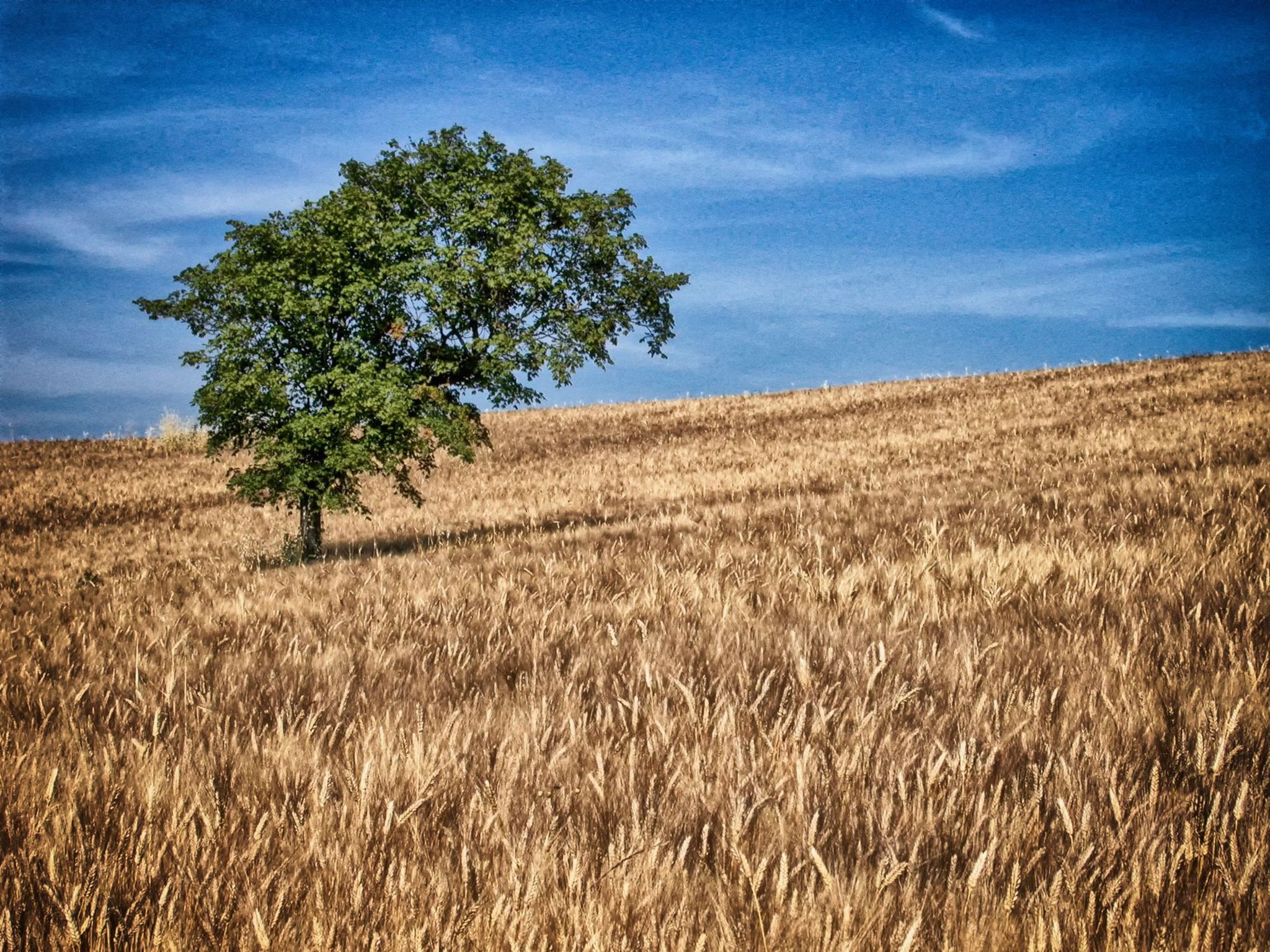 Das Walnusshaus-Dedans