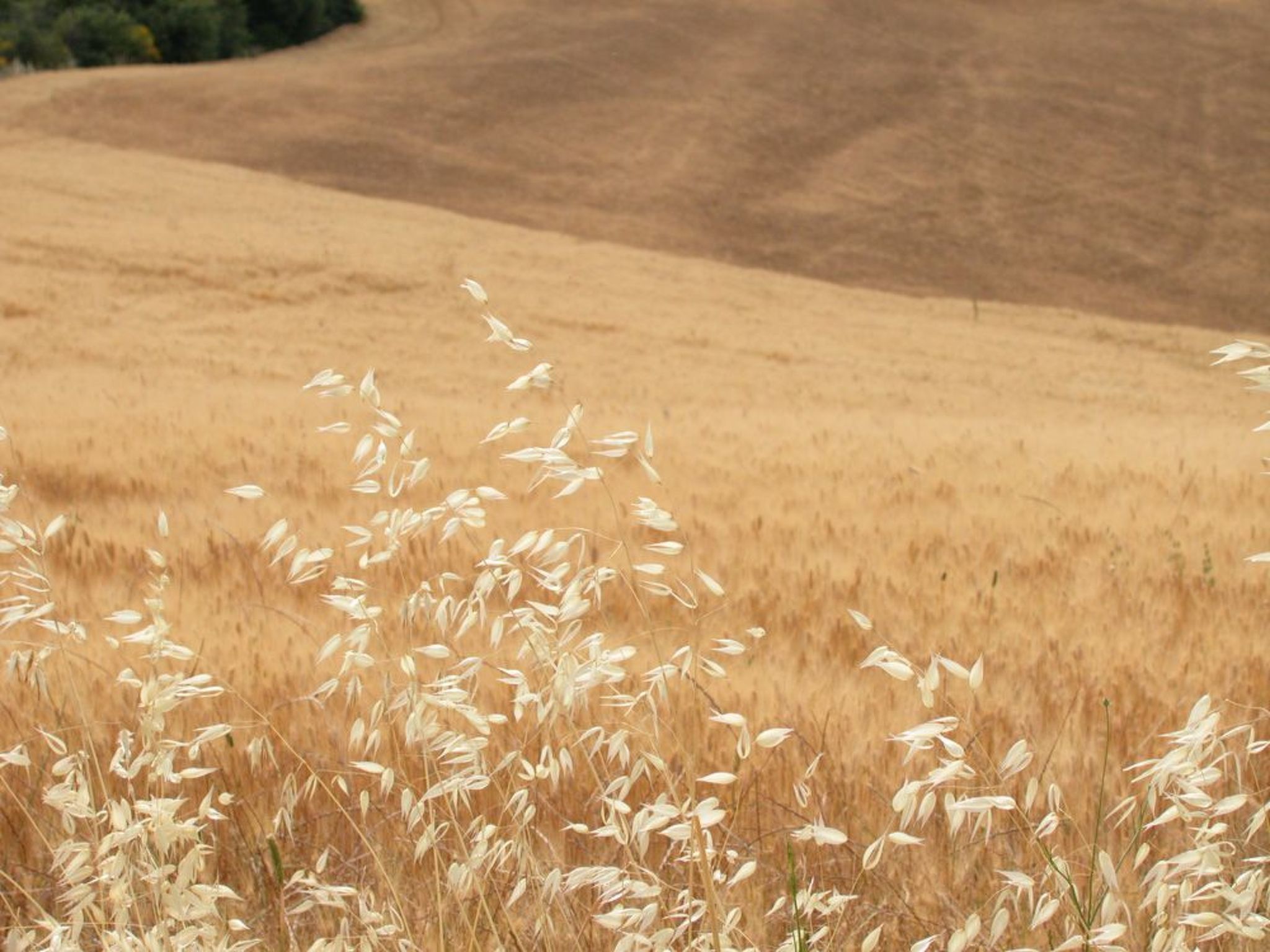 Il Mandorlo für 8 Personen-Binnen