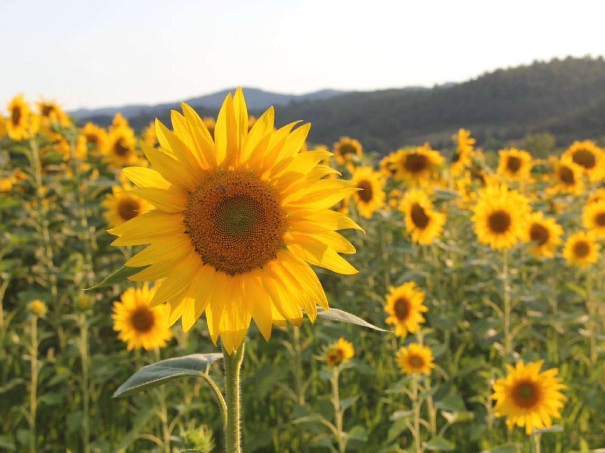 Villa mit privatem Spa und beheiztem Pool-Image-tags.info