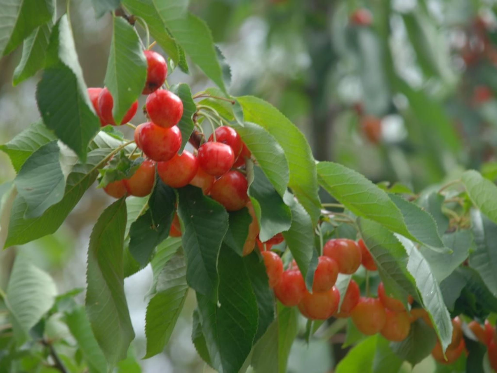 Unabhaengige Wohnung in Amelia mit Grill und Gar-Image-tags.info